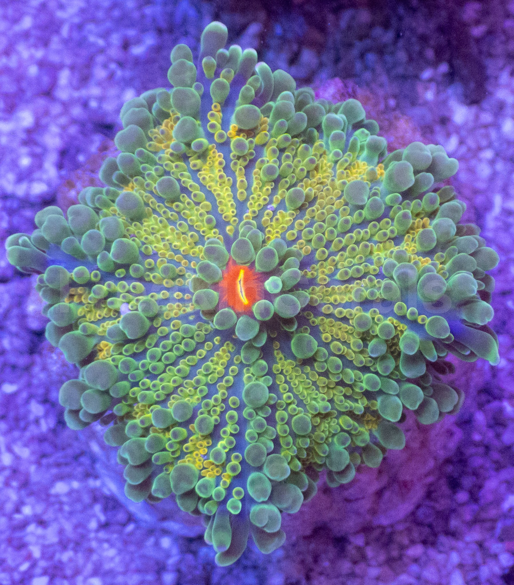 Green & Yellow Ricordea yuma with Orange Mouth – Frag (Similar to Photo)