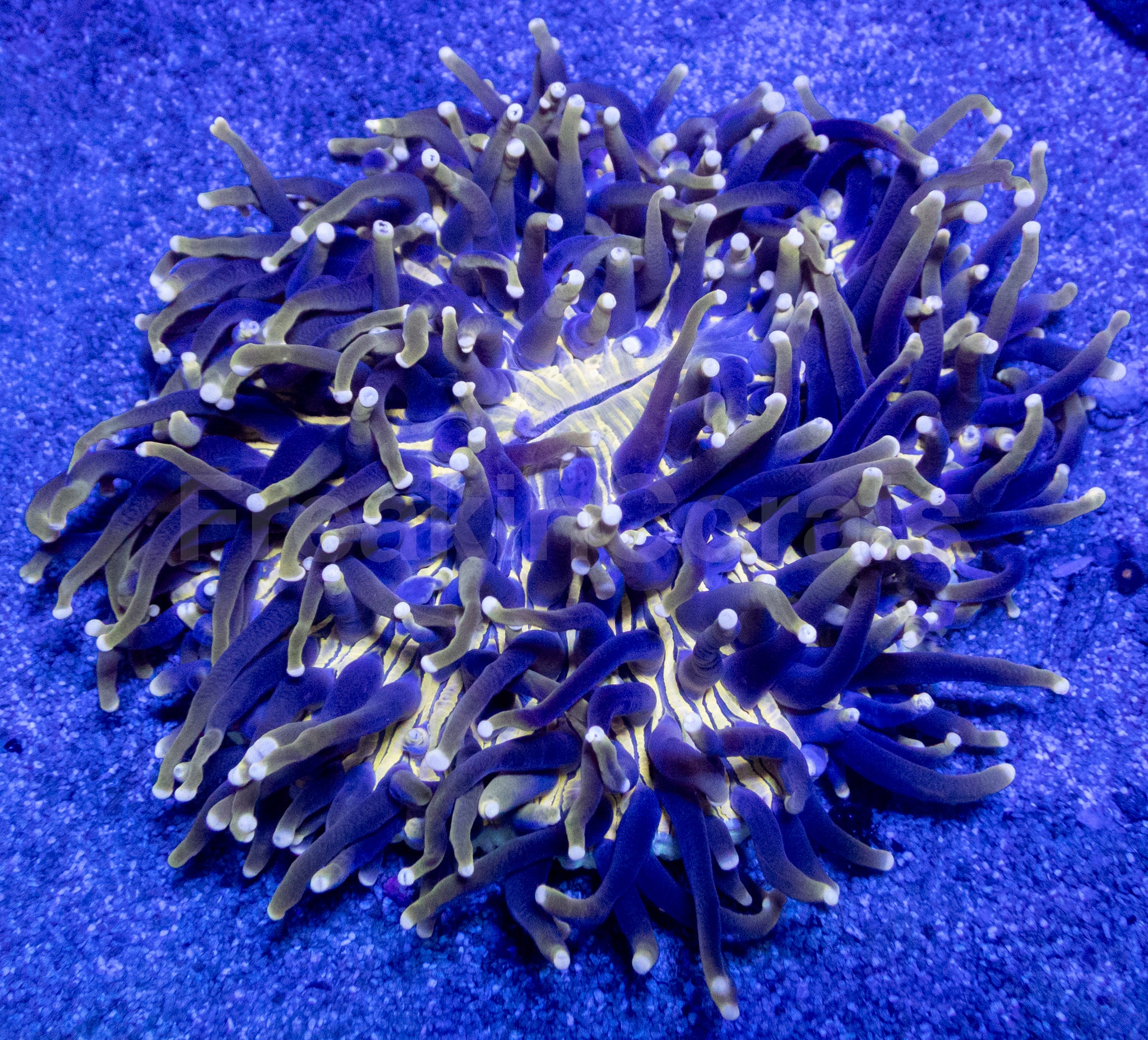 Heliofungia actiniformis Gold