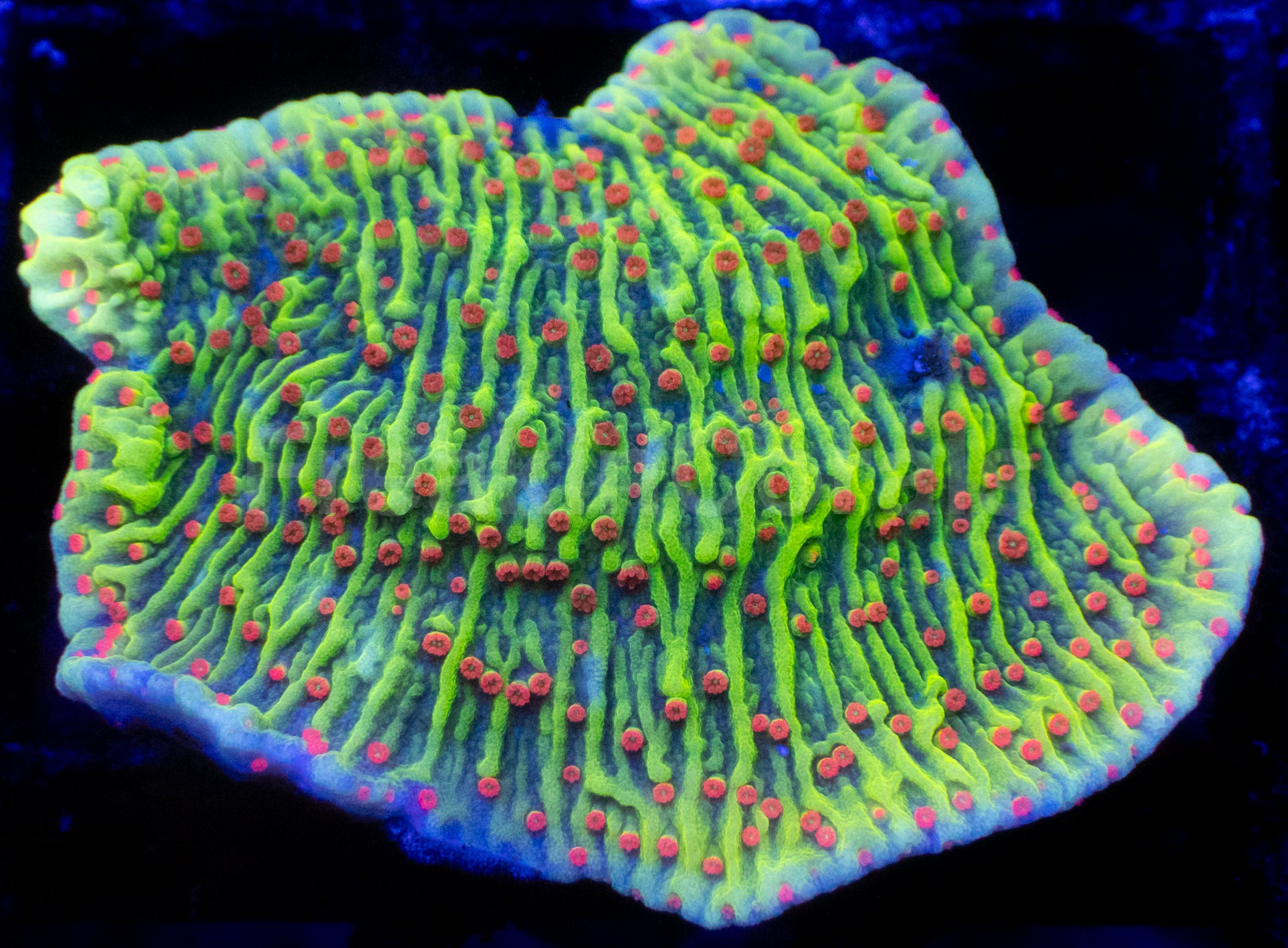 hili Pepper Montipora capricornis – Frag (Photo Reference)