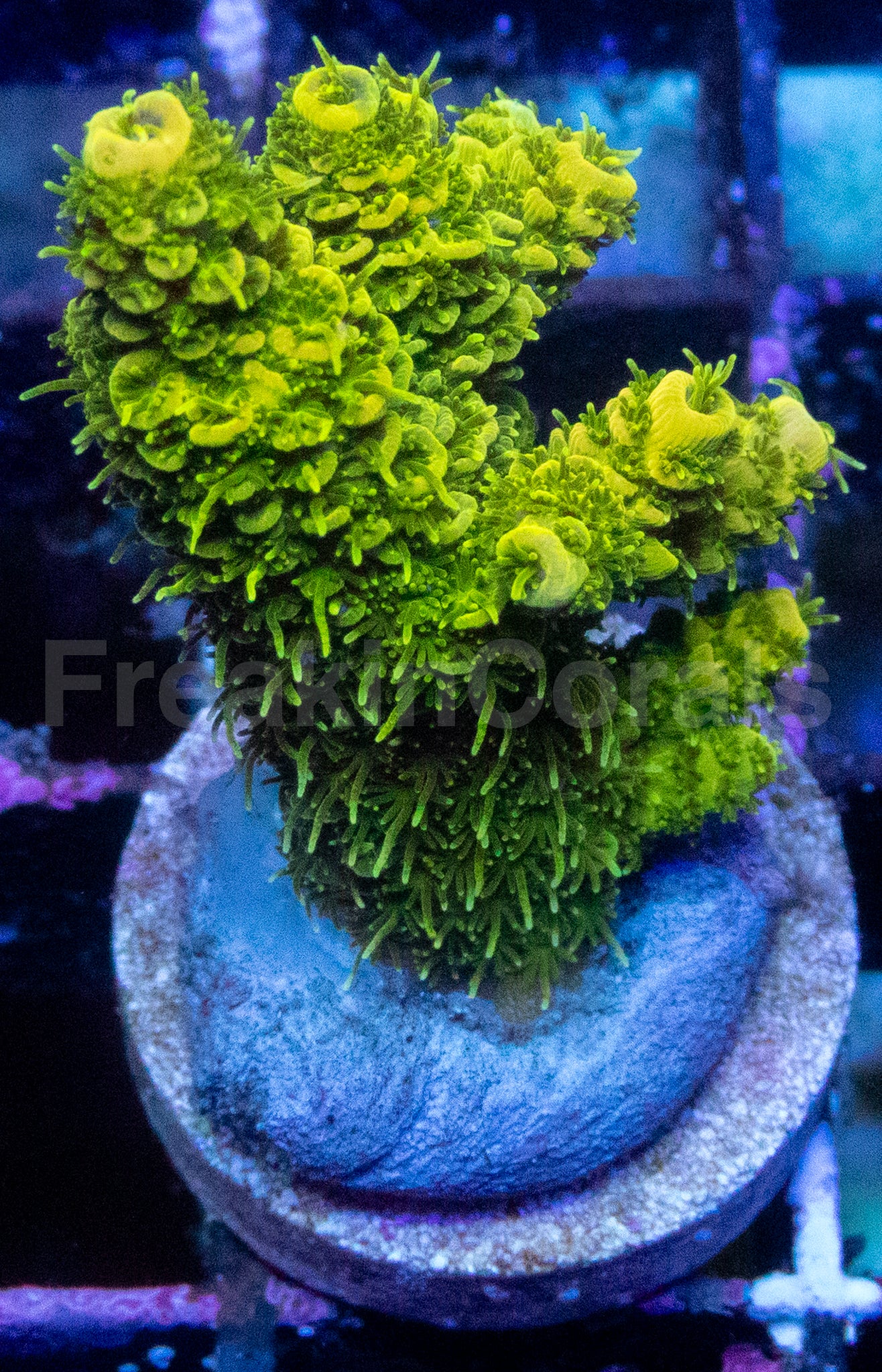 Lemon Drop Acropora millepora – WYSIWYG