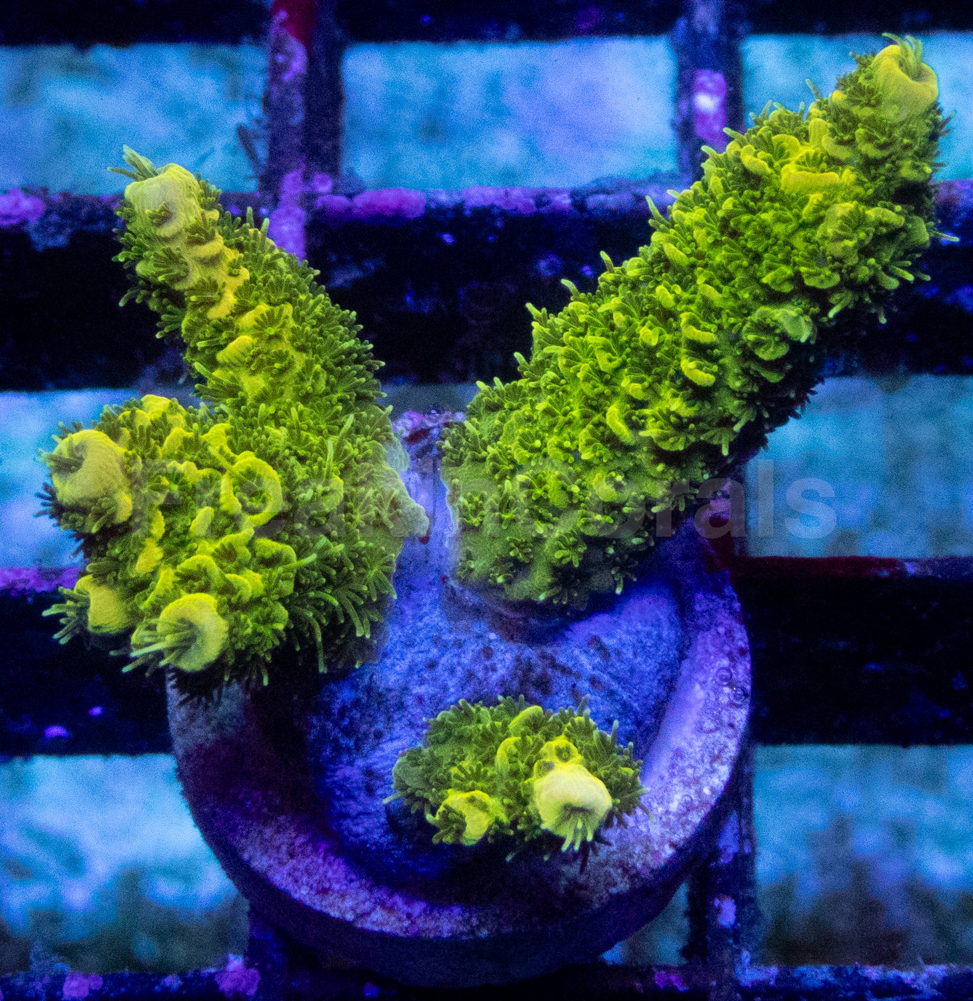 Lemon Drop Acropora millepora – WYSIWYG