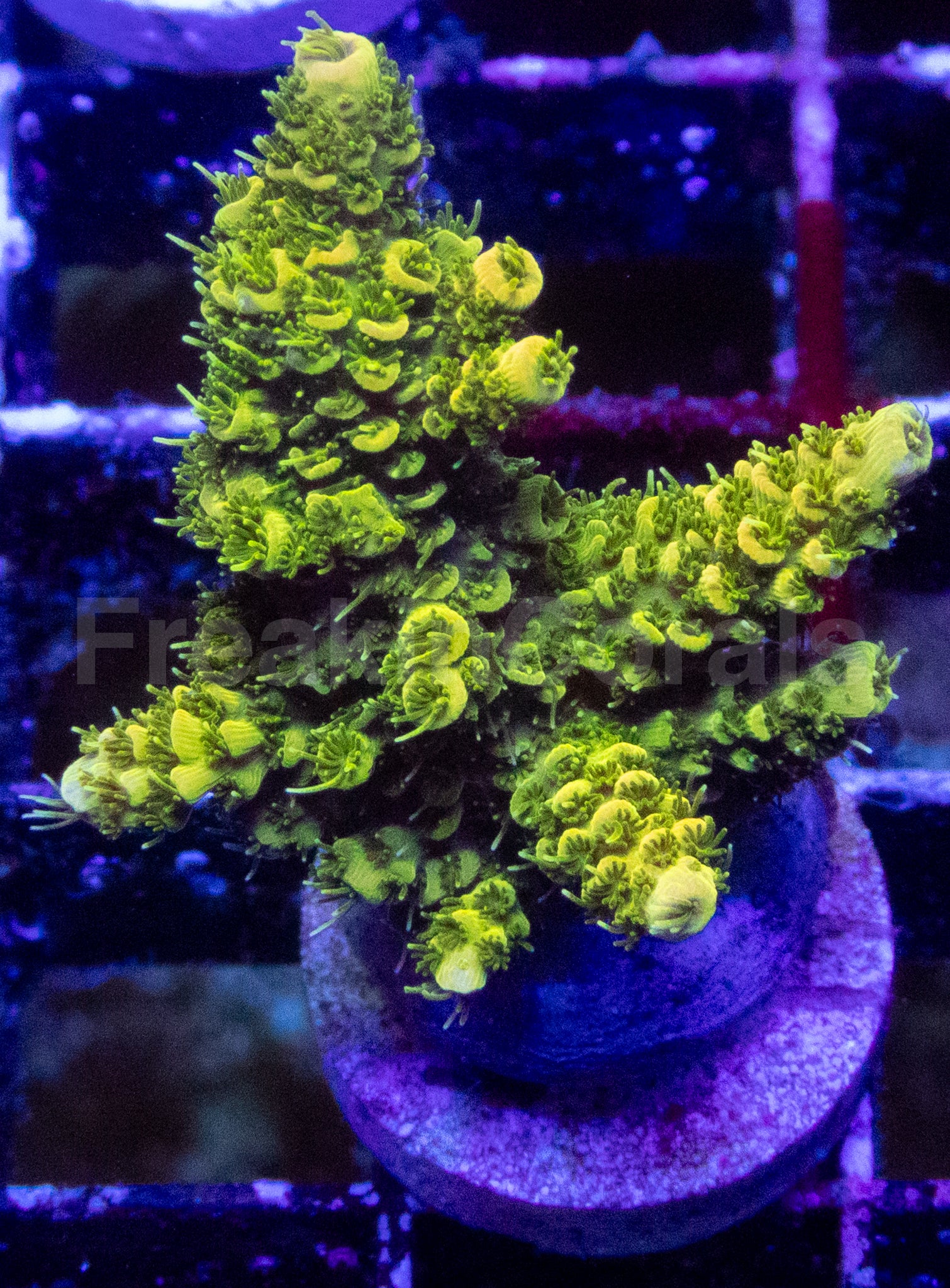 Lemon Drop Acropora millepora – WYSIWYG