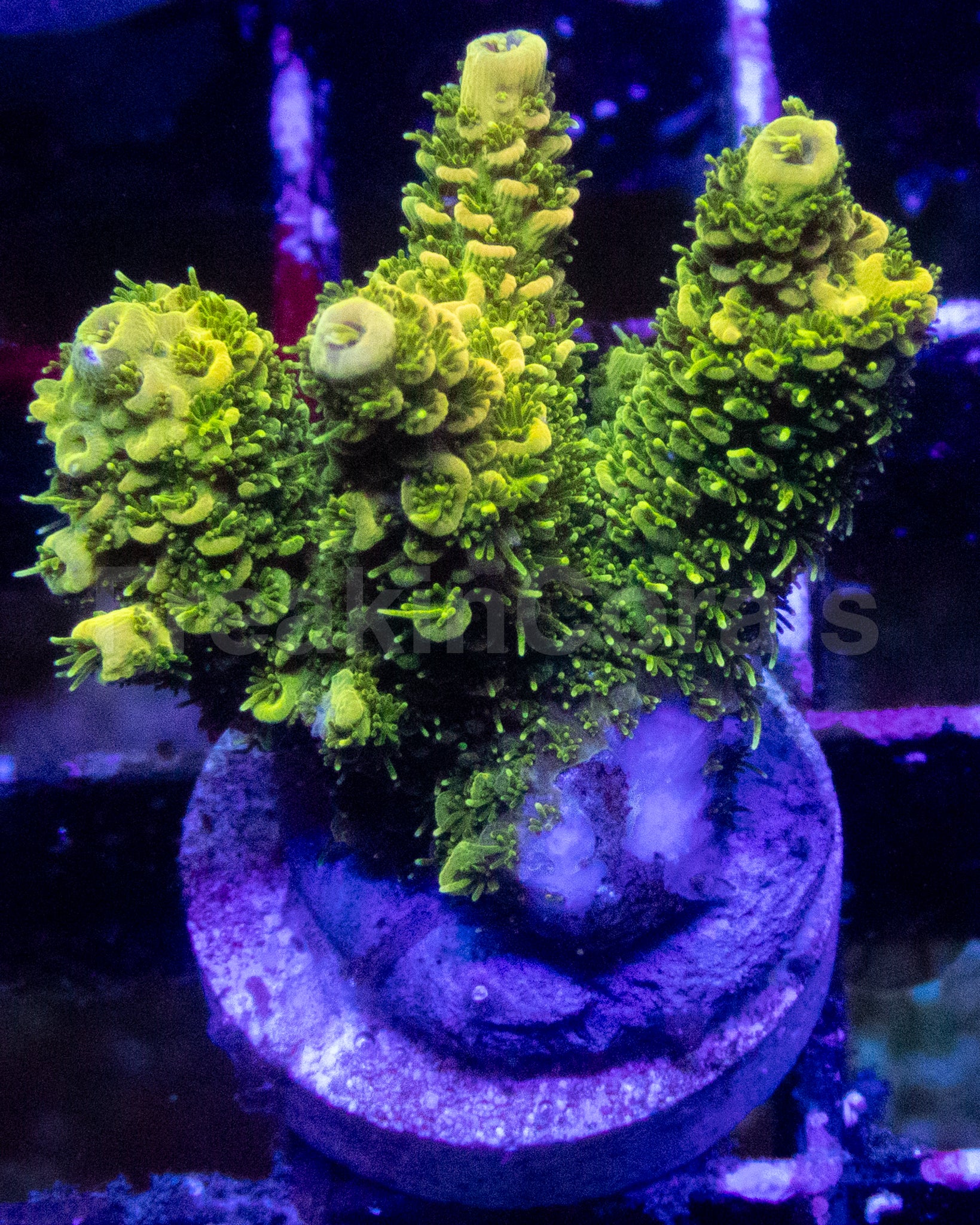 Lemon Drop Acropora millepora – WYSIWYG