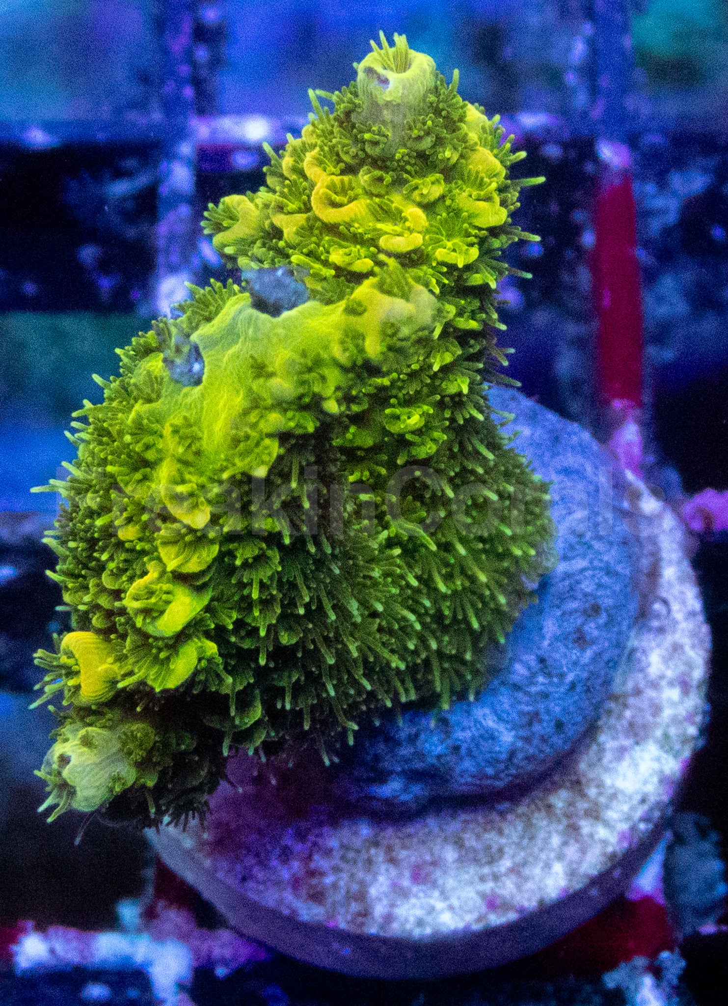 Lemon Drop Acropora millepora – WYSIWYG