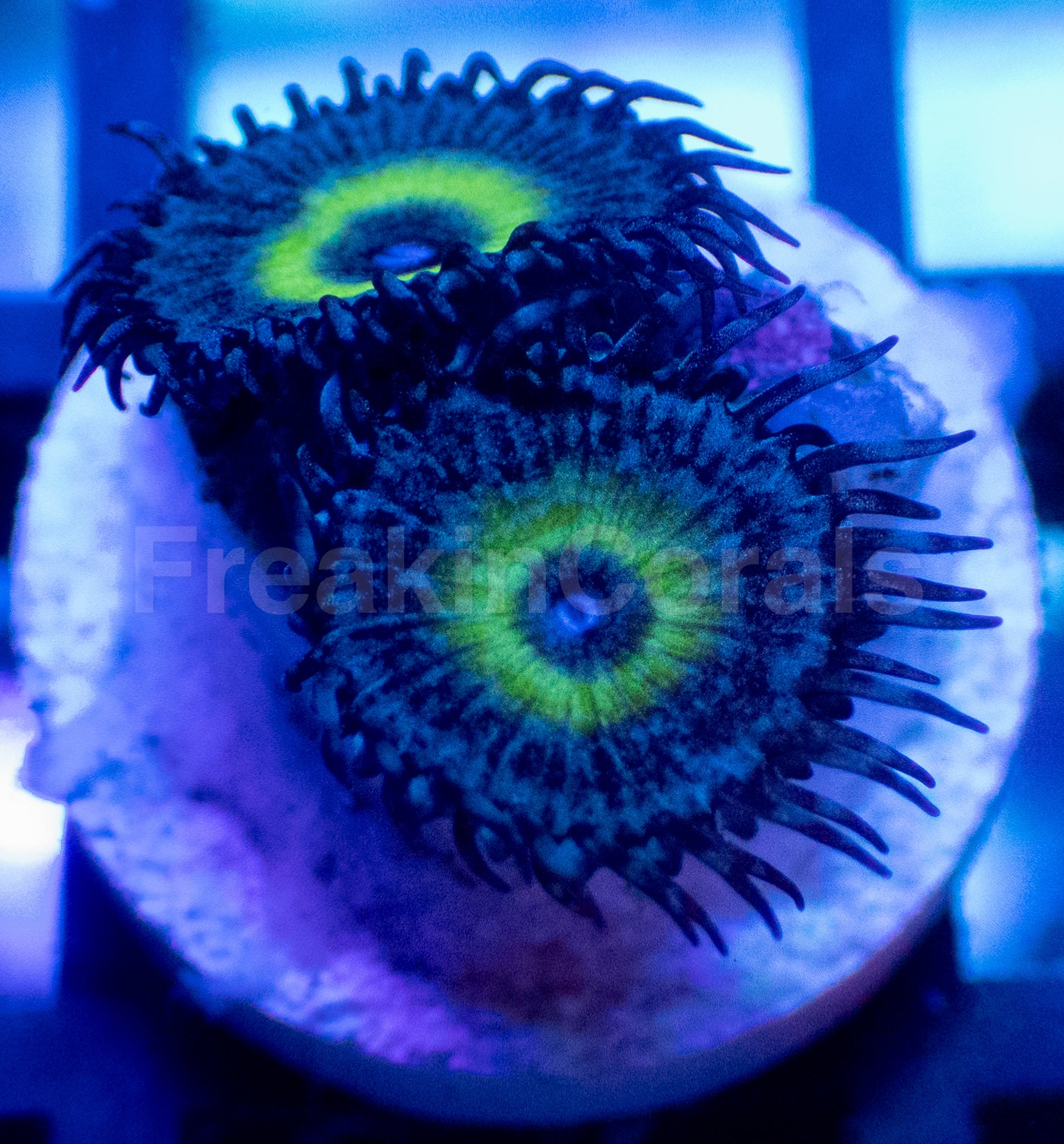 Mindblowing Palythoas – 2–5 Polyps
