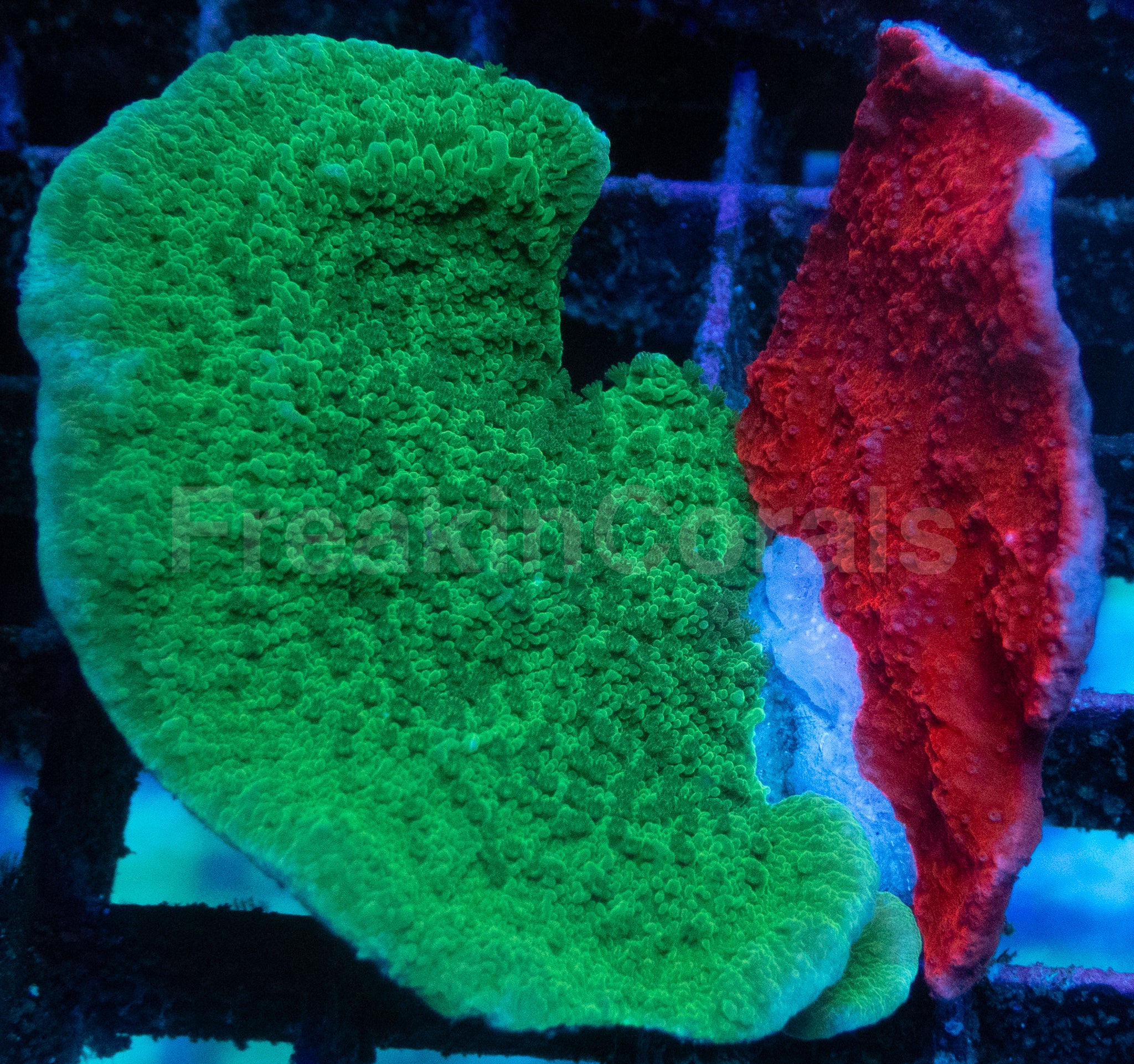 Montipora capricornis Red &amp; Green – Similar to Photo