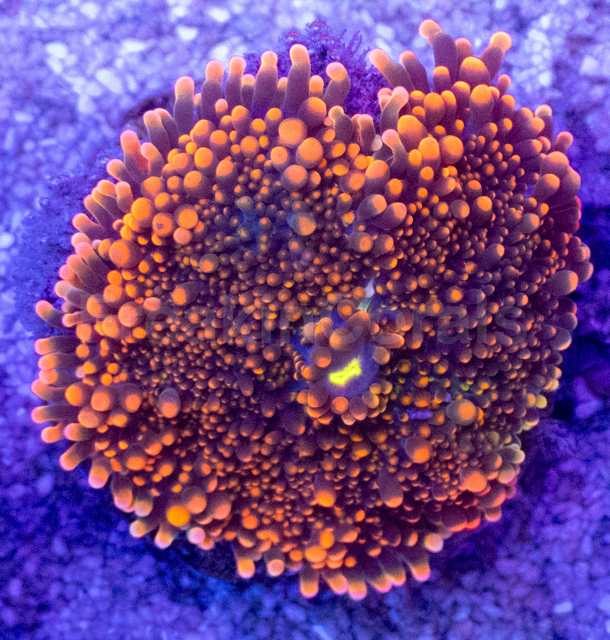 Orange Ricordea yuma – Frag WYSIWYG