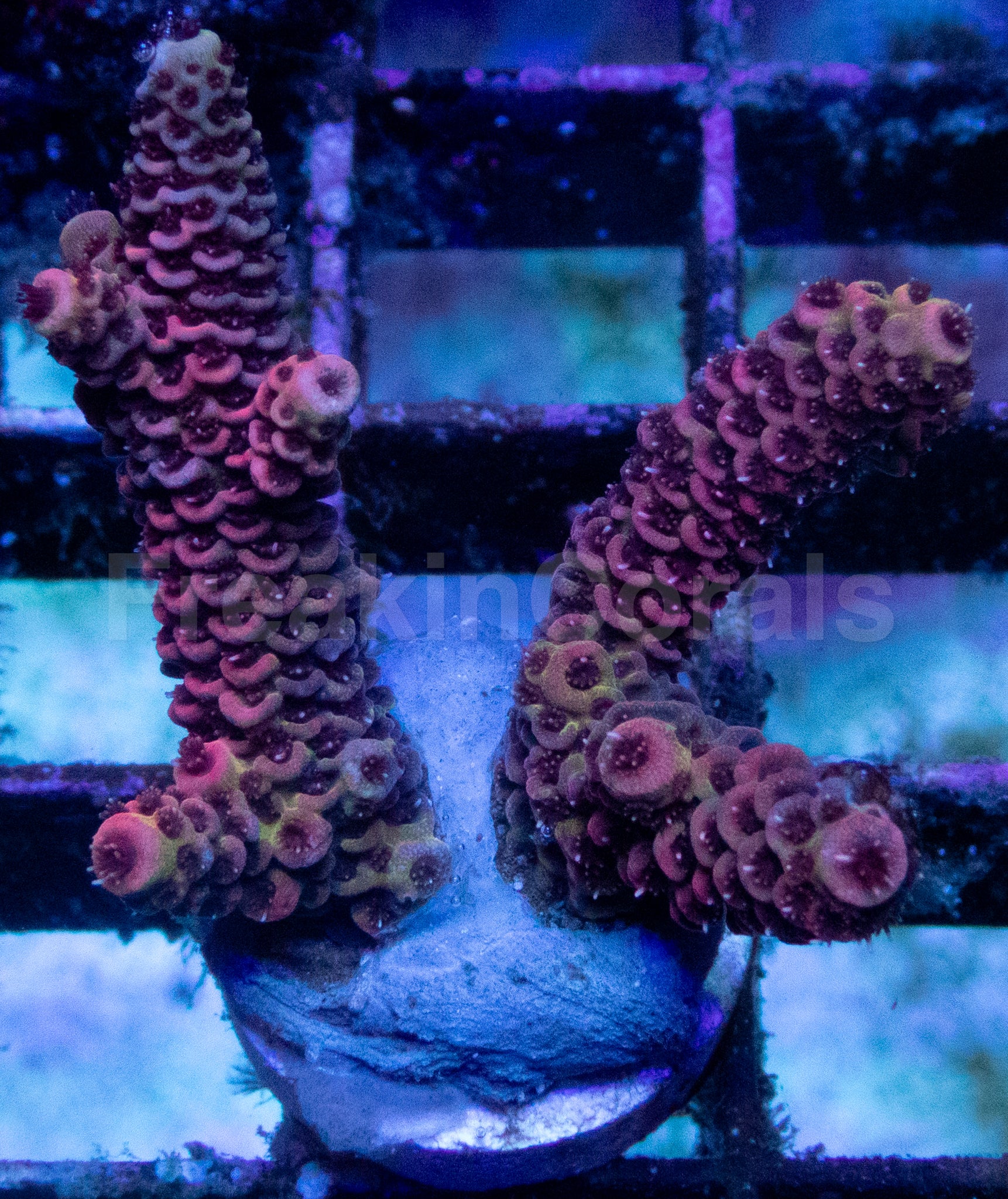 Pink &amp; Green Acropora millepora – WYSIWYG