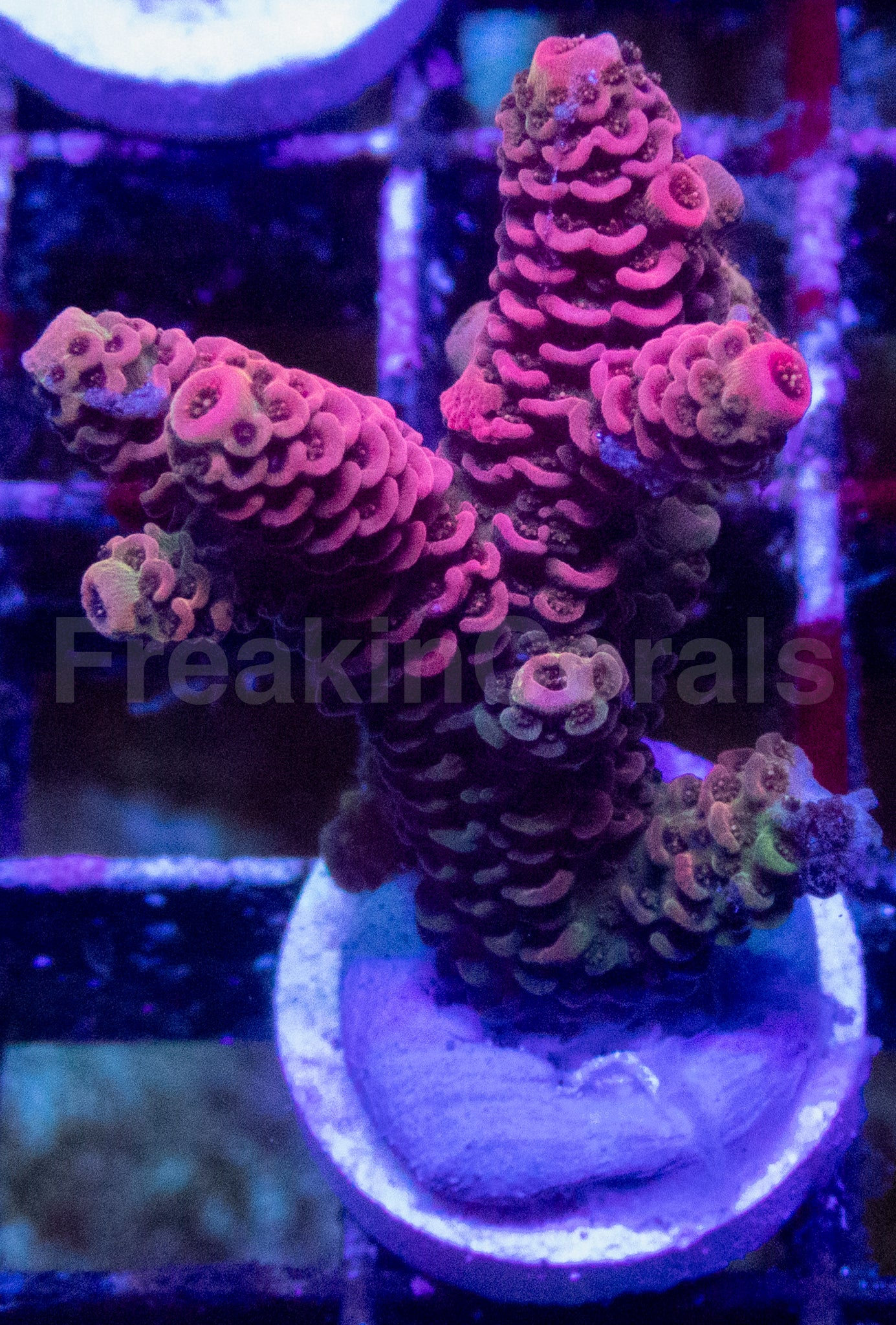 Pink & Green Acropora millepora – WYSIWYG