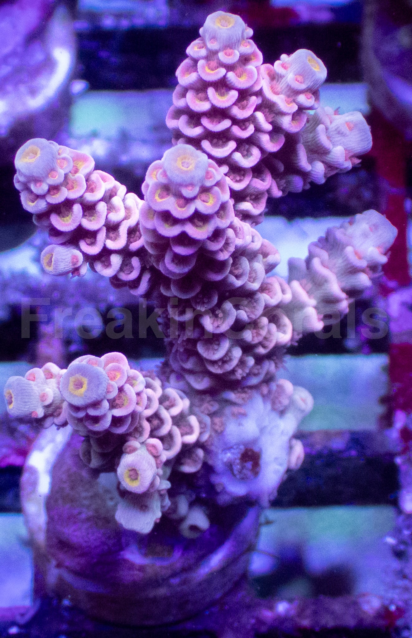 Pink Palette Acropora tenuis – Frag WYSIWYG