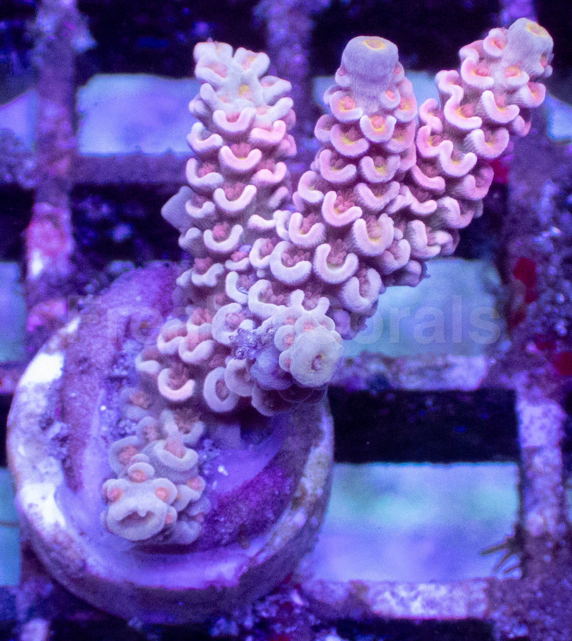 Pink Palette Acropora tenuis – Frag WYSIWYG