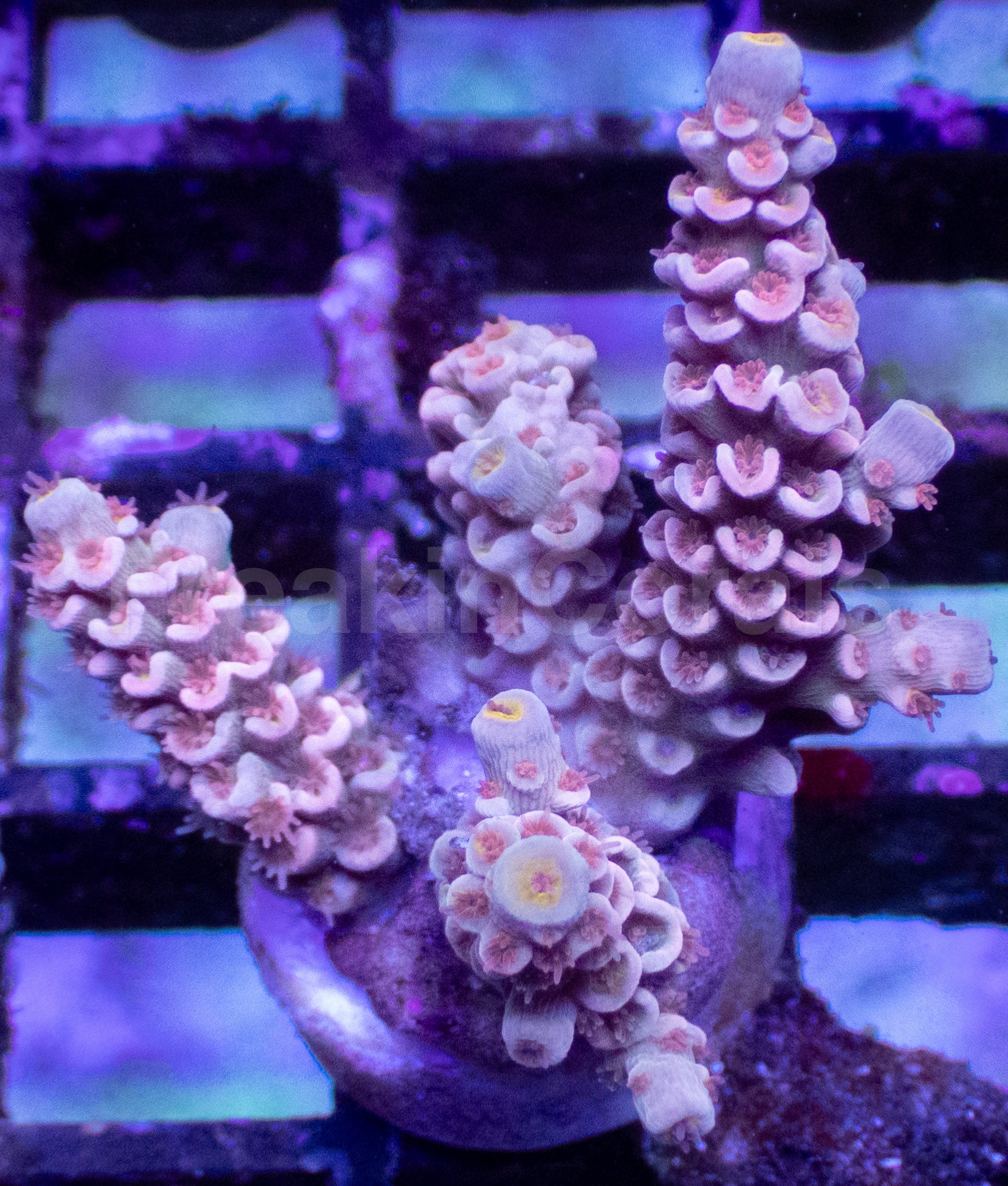 Pink Palette Acropora tenuis – Frag WYSIWYG