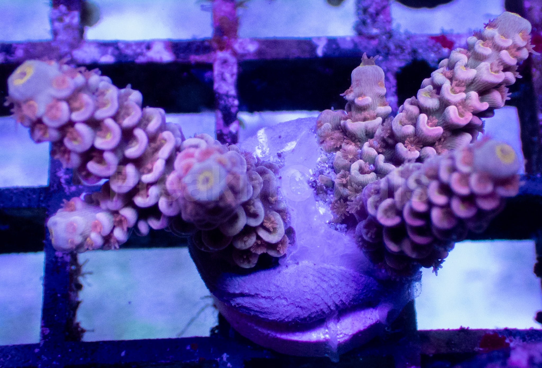 Pink Palette Acropora tenuis – Frag WYSIWYG