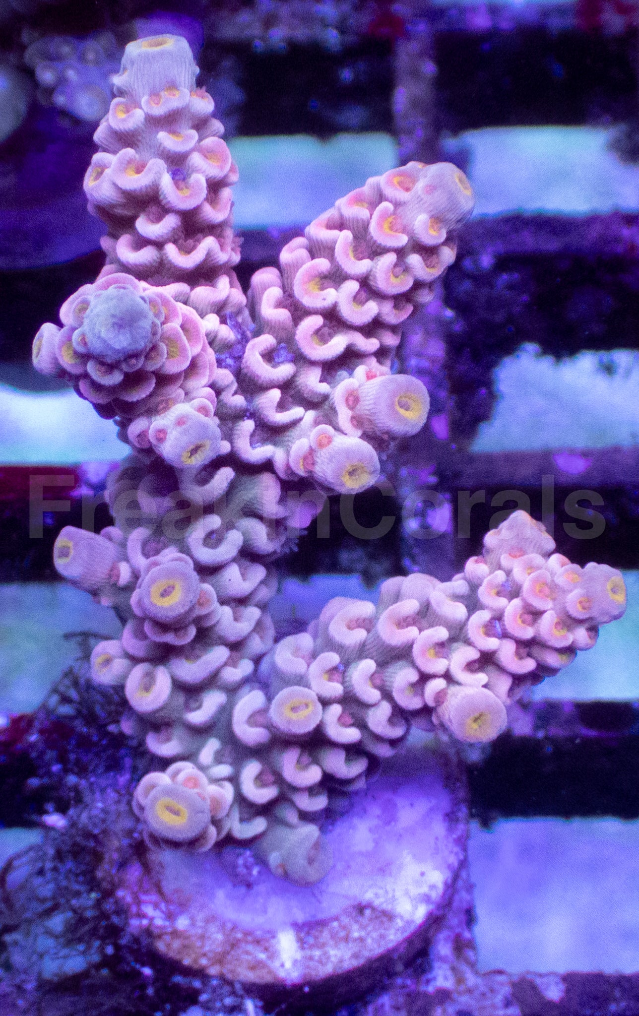 Pink Palette Acropora tenuis – Frag WYSIWYG