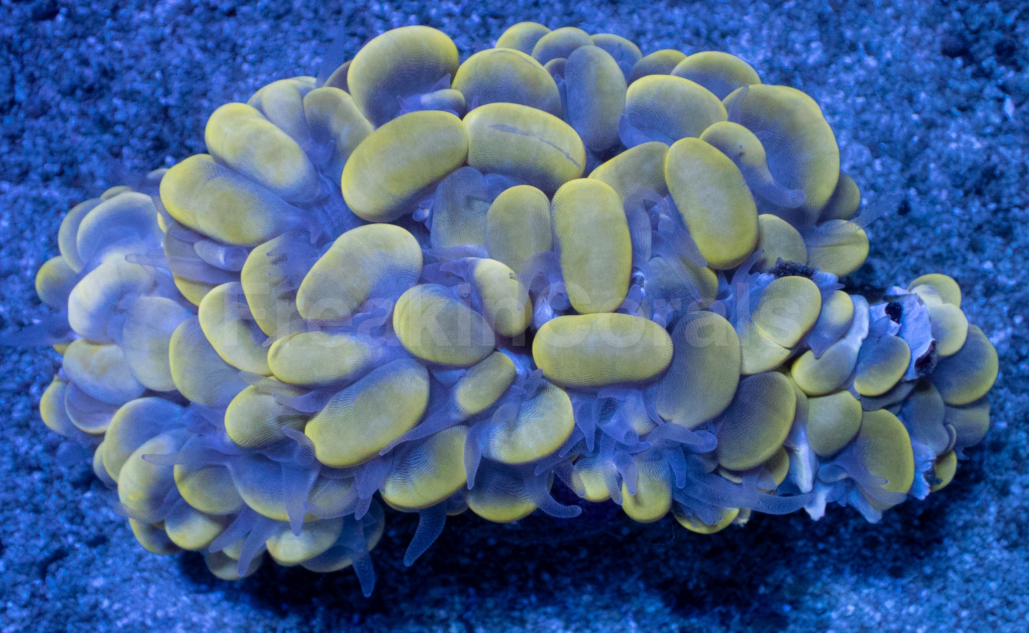 Plerogyra sinuosa “Golden Bubble”