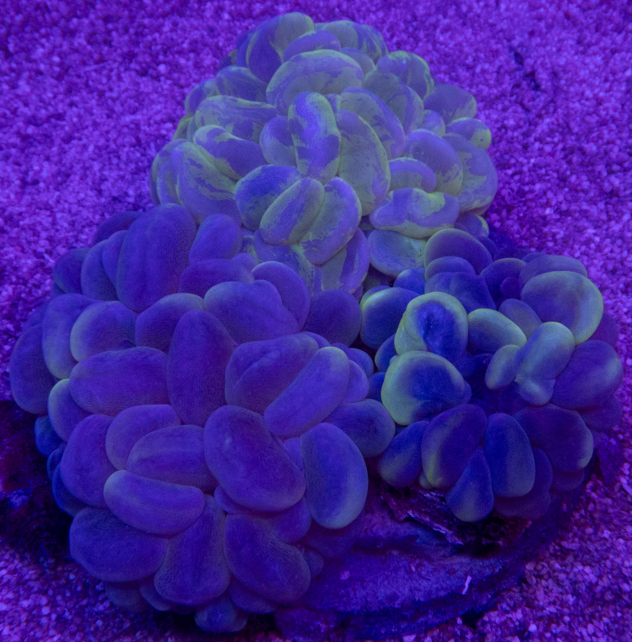 Plerogyra sinuosa “Green Blotchy” – Premium Bubble Coral (One Single Head of the Photo)