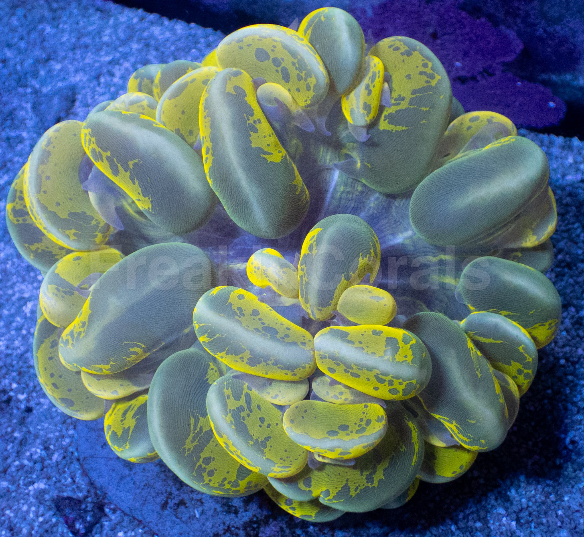 Plerogyra sinuosa “Toxic Blotch” – Mastergrade