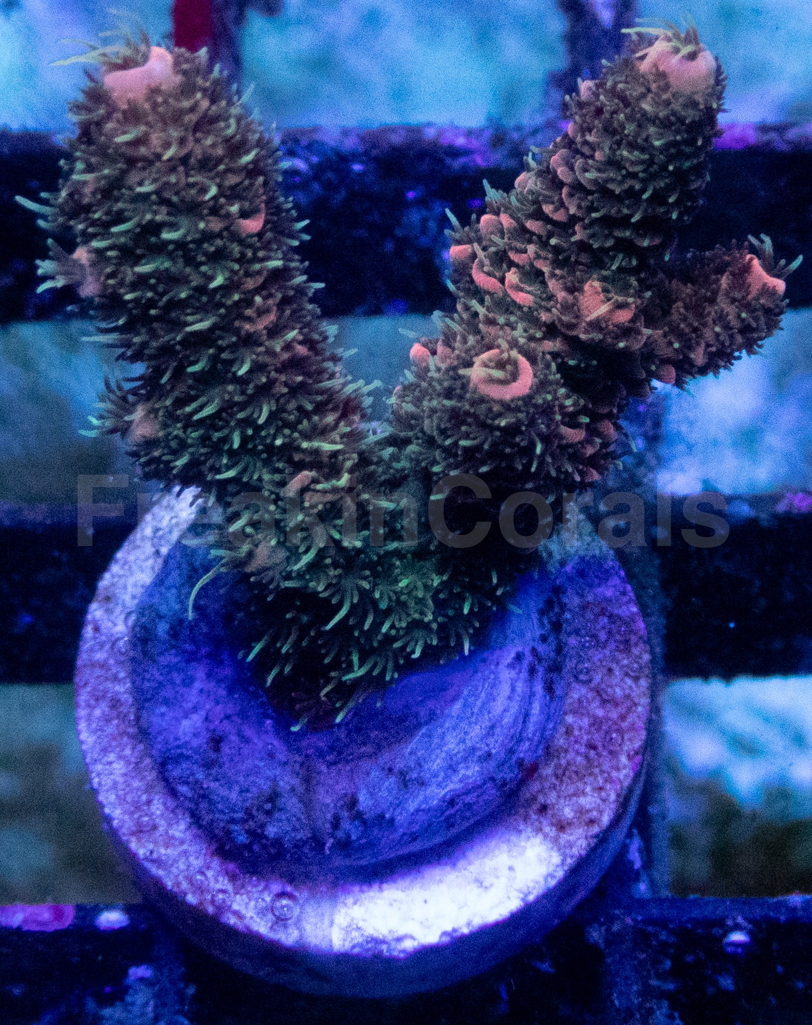 Purple Dream Acropora millepora – WYSIWYG
