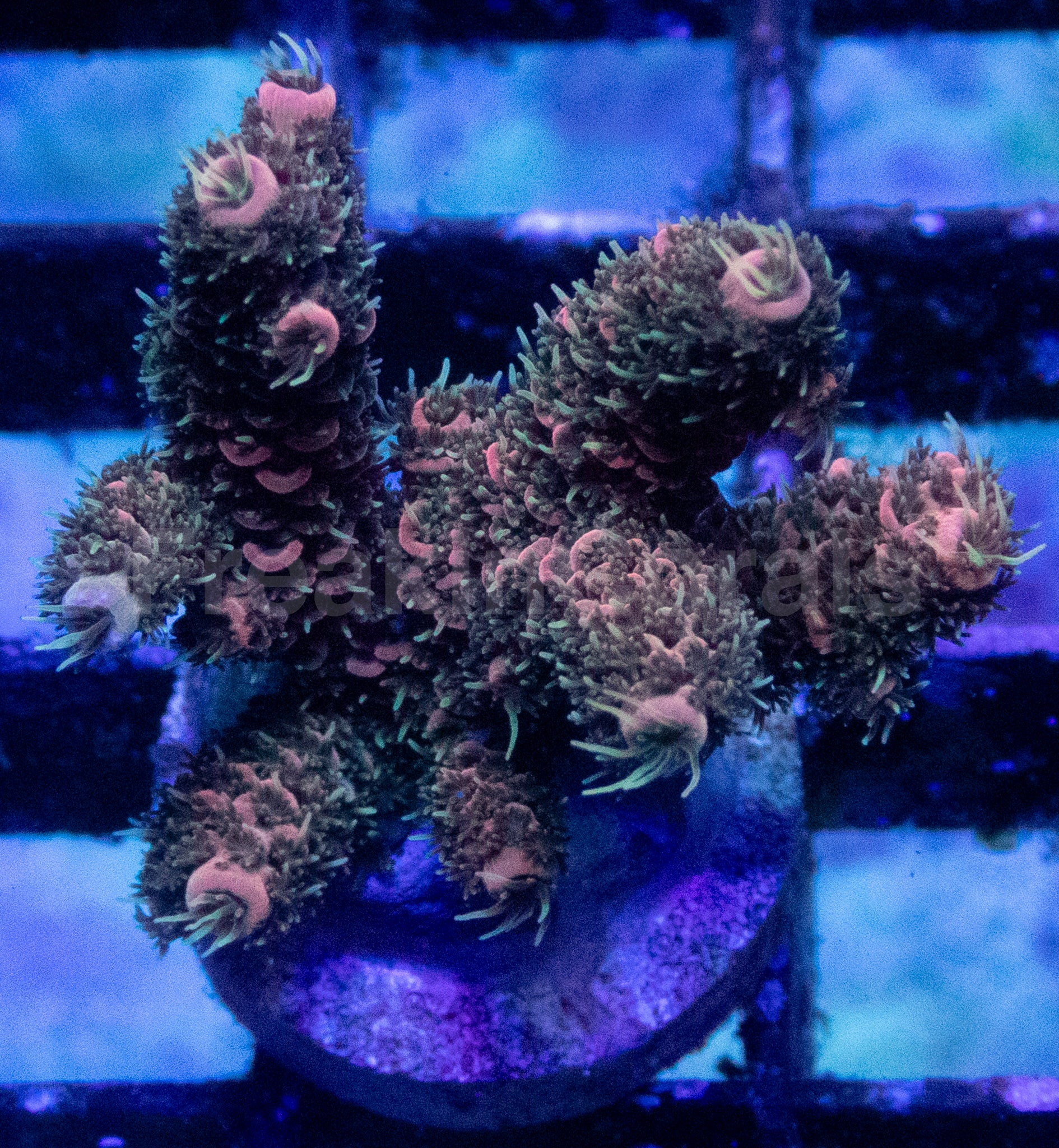 Purple Dream Acropora millepora – WYSIWYG