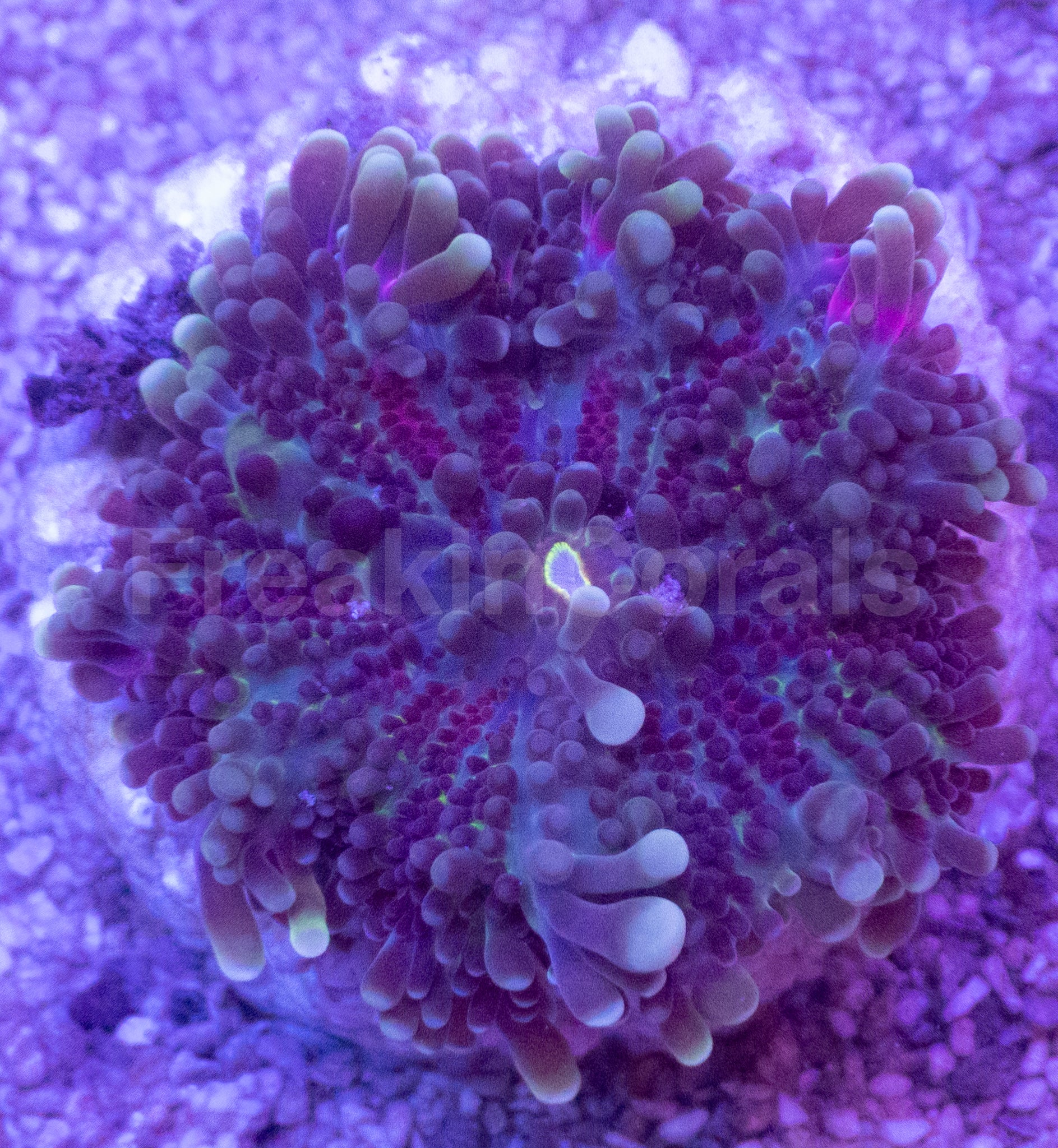 Purple Ricordea yuma – Frag (Similar to Photo)
