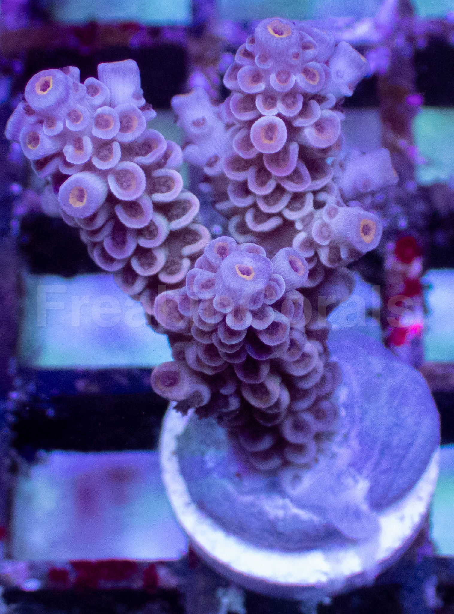 Rainbow Acropora tenuis – Frag WYSIWYG