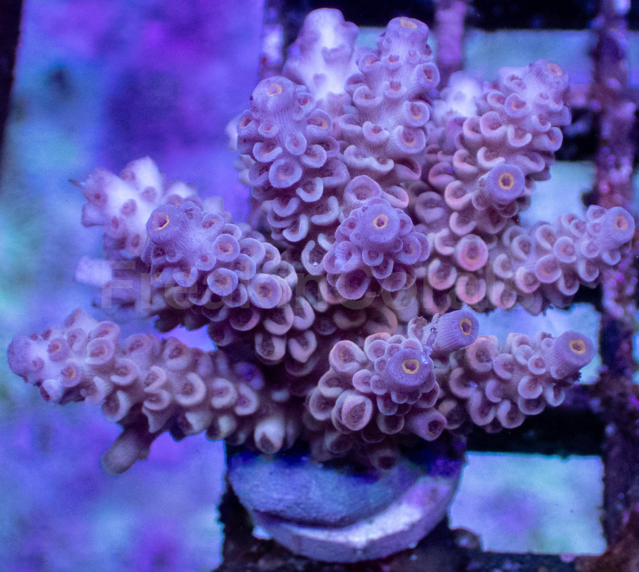 Rainbow Acropora tenuis – Frag WYSIWYG