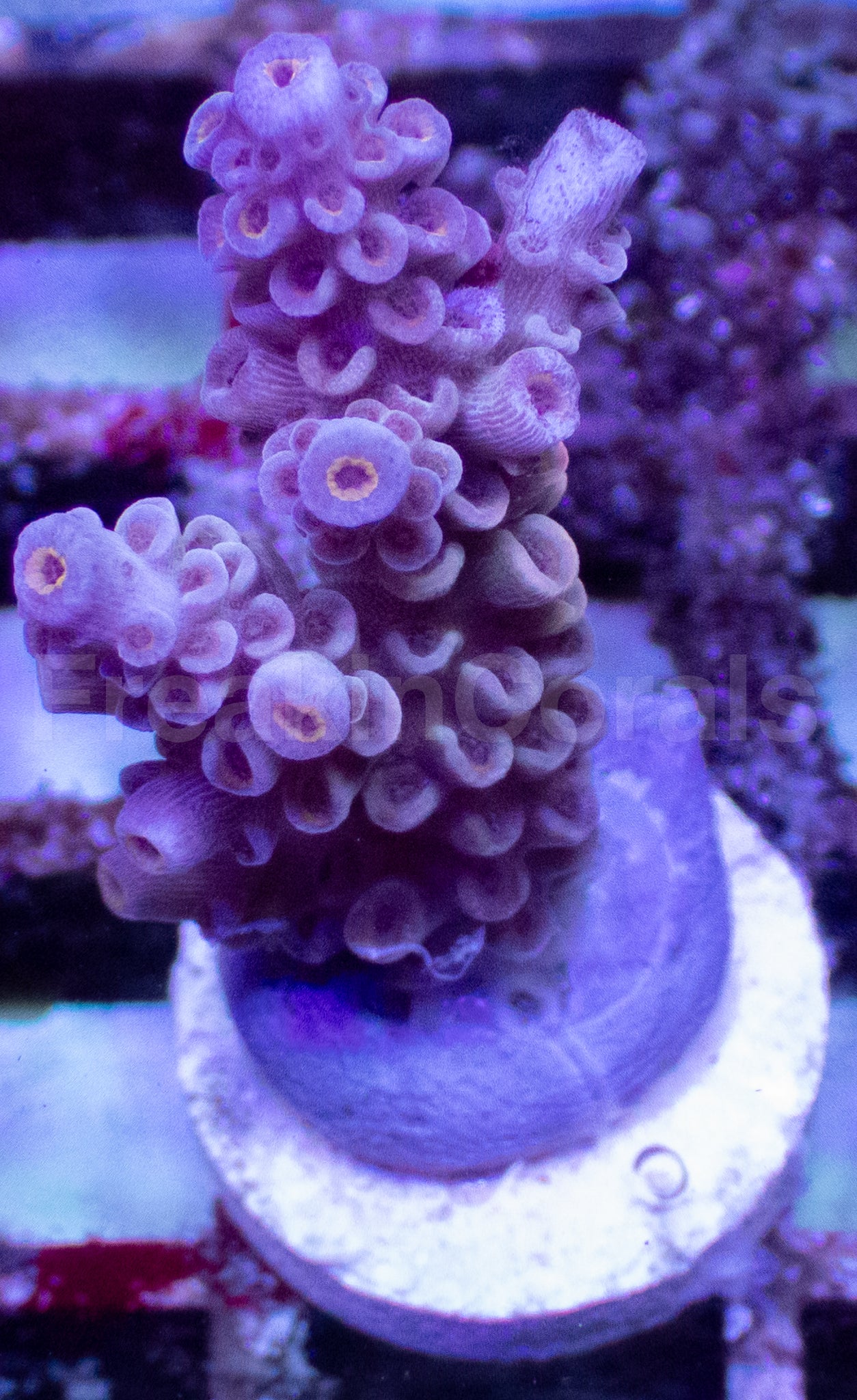 Rainbow Acropora tenuis – Frag WYSIWYG