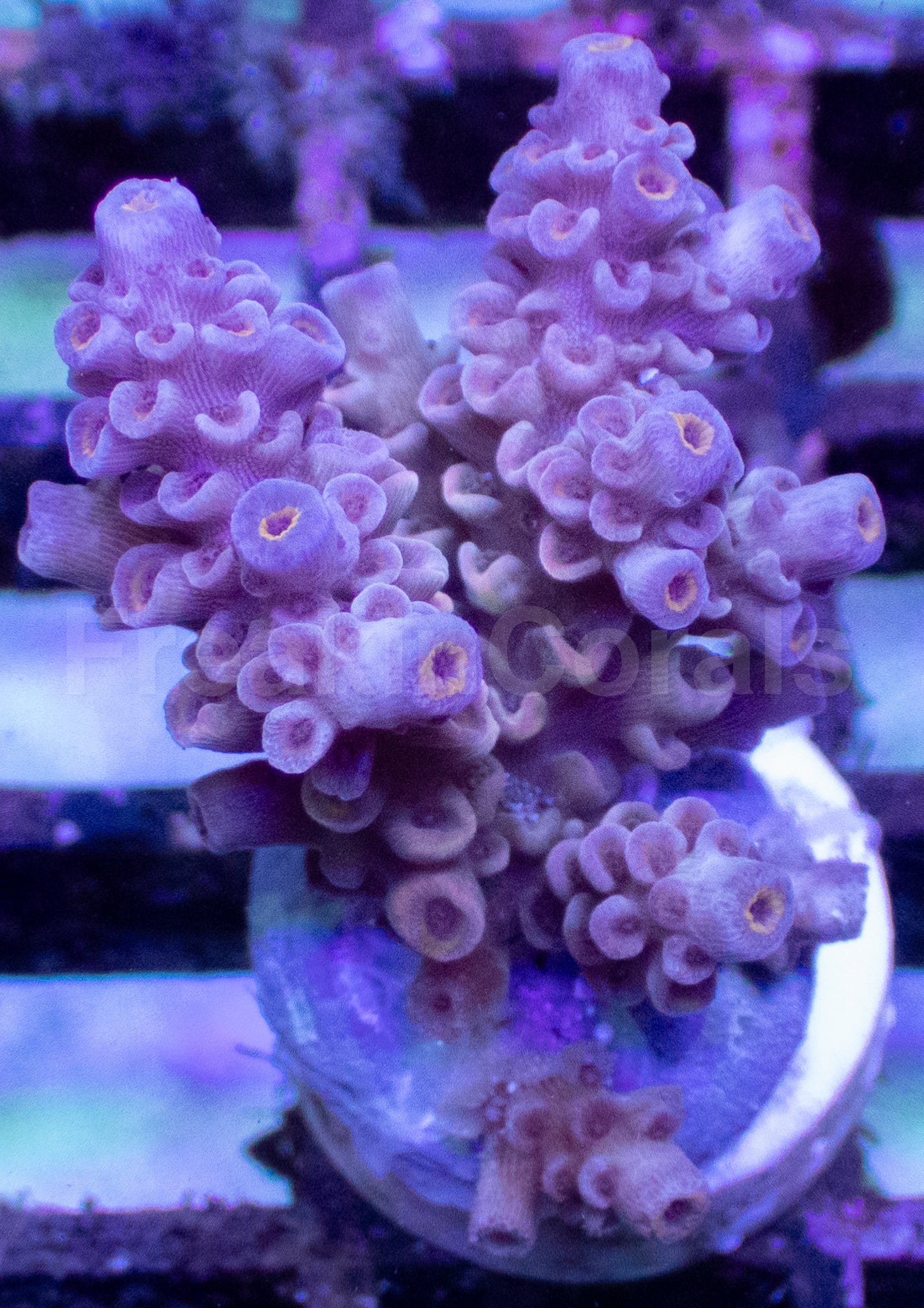 Rainbow Acropora tenuis – Frag WYSIWYG