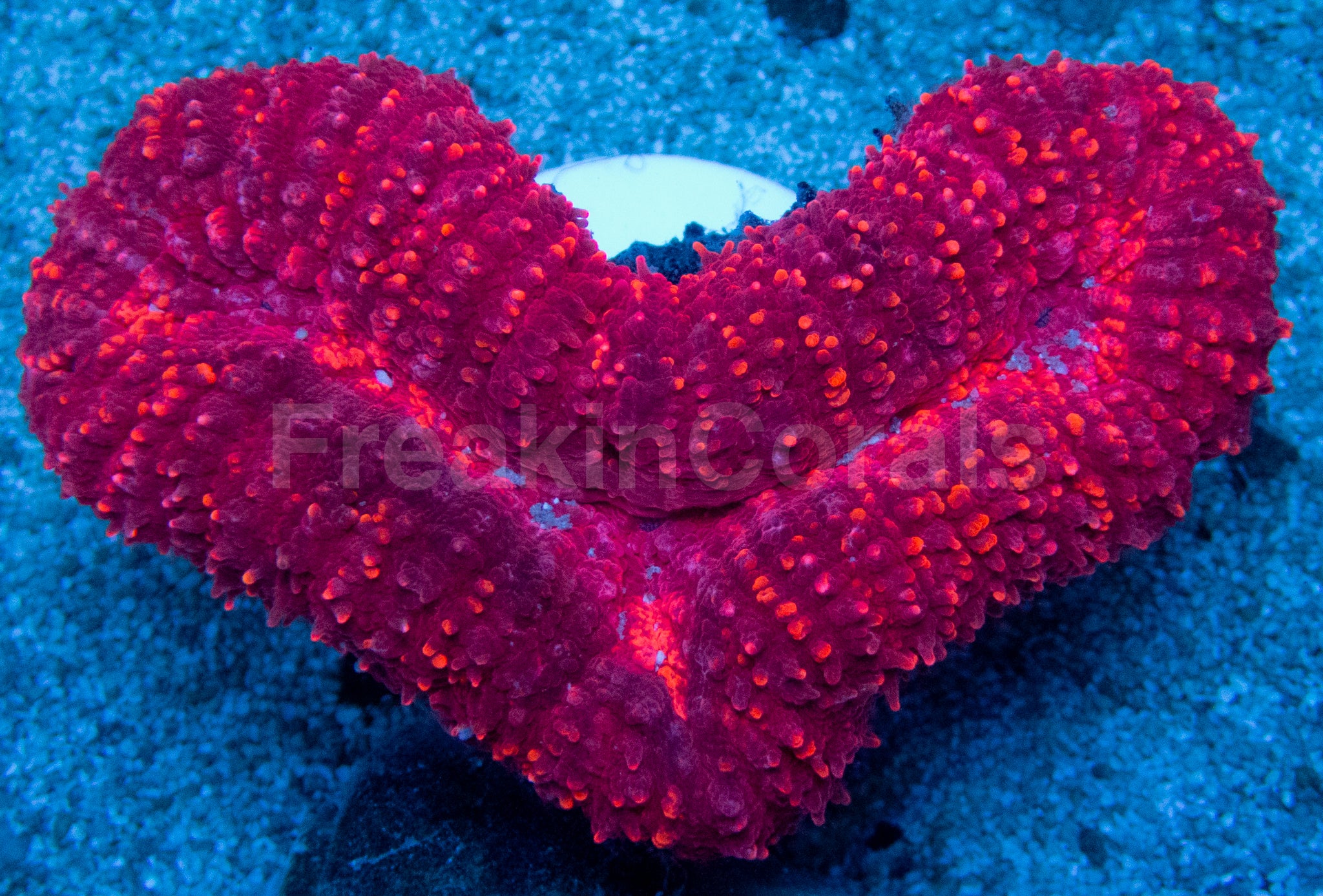 Red Lobophyllia (Lobophyllia Hemprichii)