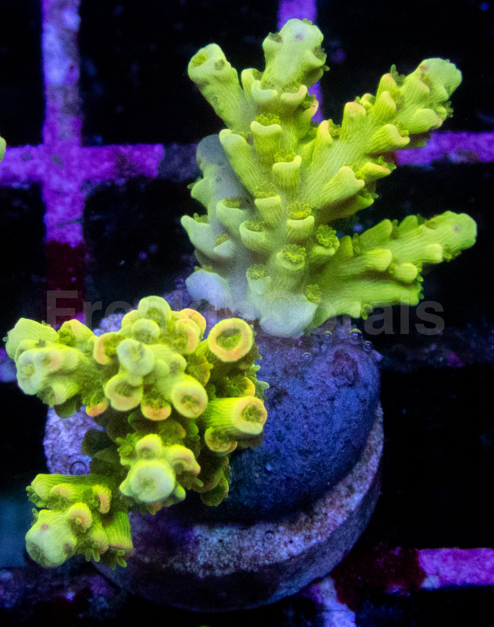 Toxic Green Acropora tenuis – WYSIWYG