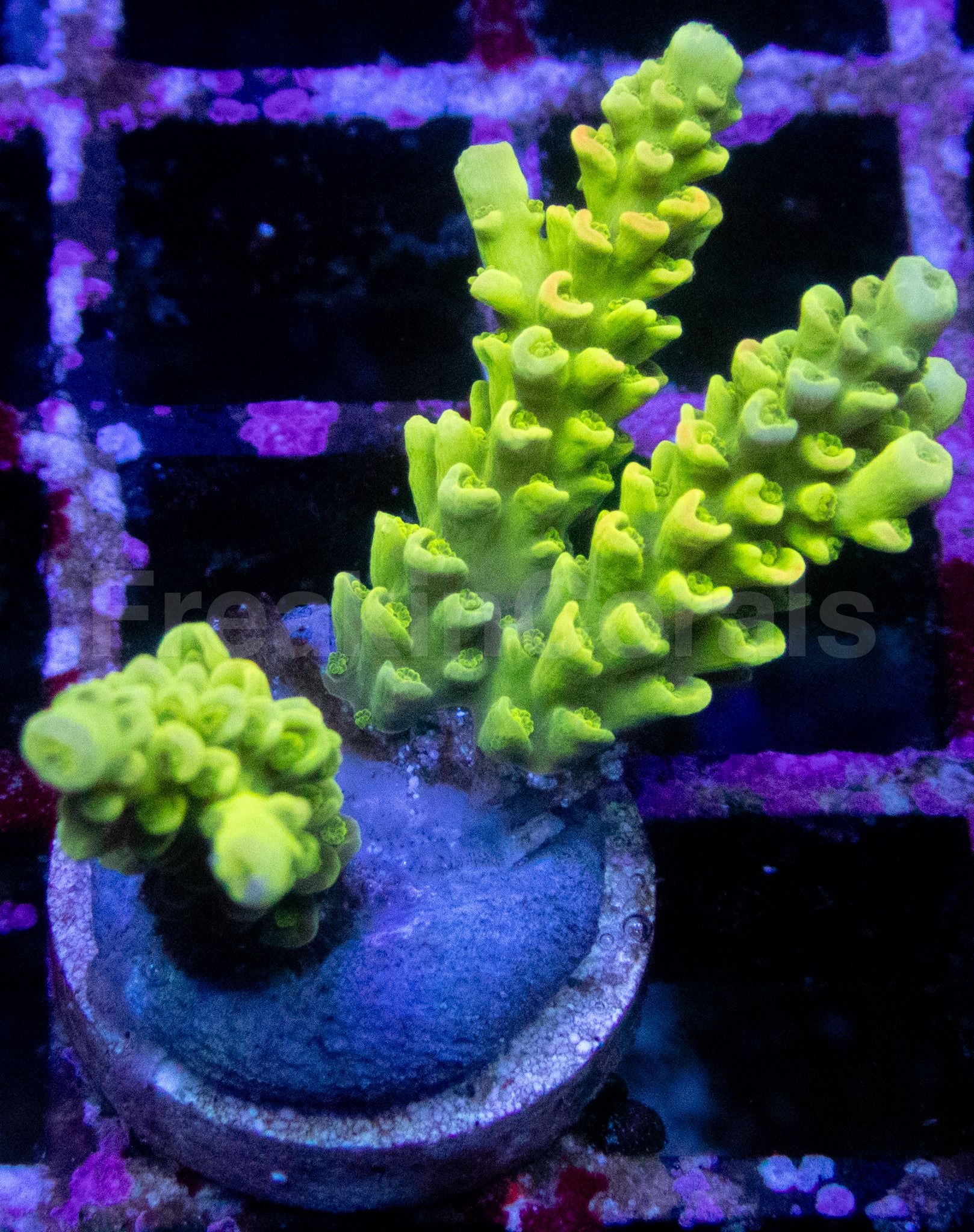 Toxic Green Acropora tenuis – WYSIWYG