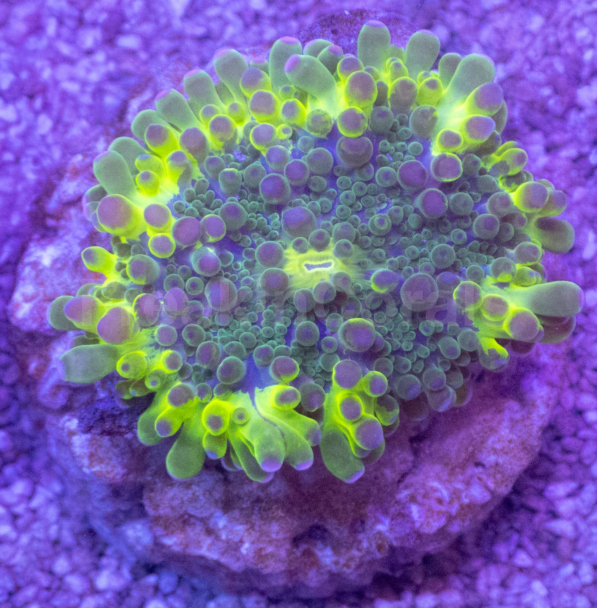 Toxic Green Ricordea yuma – Frag (Similar to Photo)