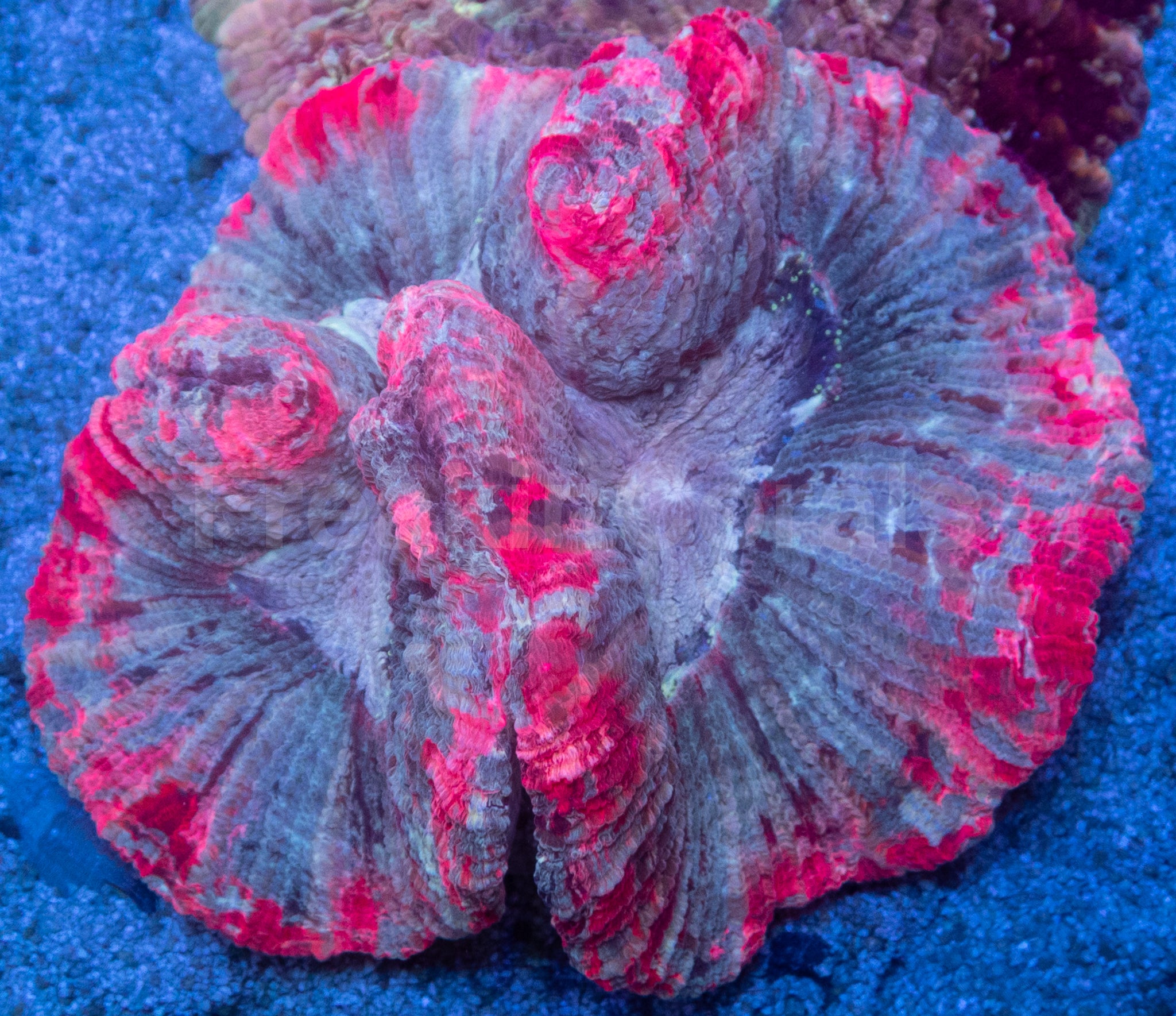 Trachyphyllia geoffroyi “Aurora Heart Rainbow”