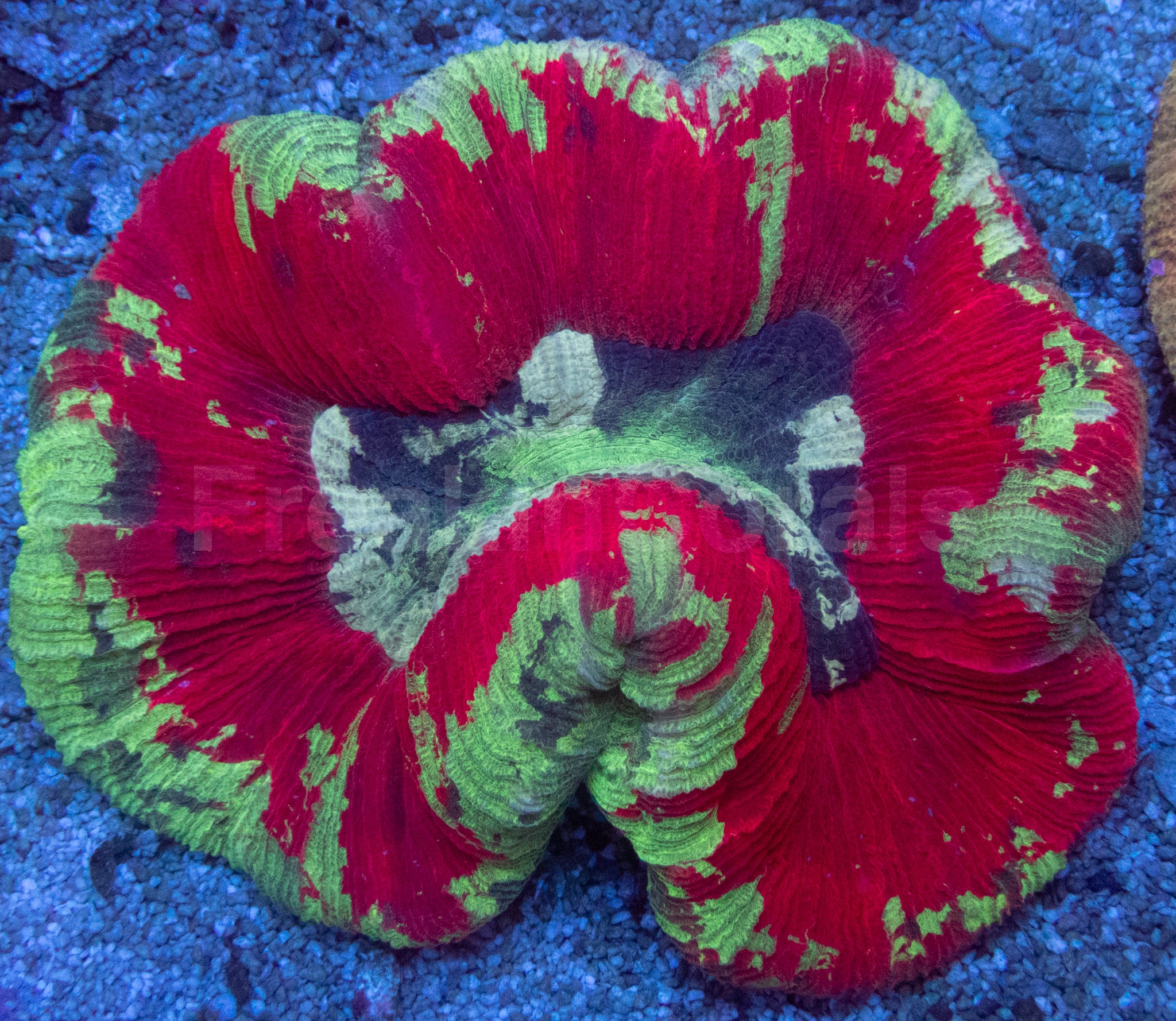 Trachyphyllia geoffroyi “Bleeding Apple” – Ultra Color