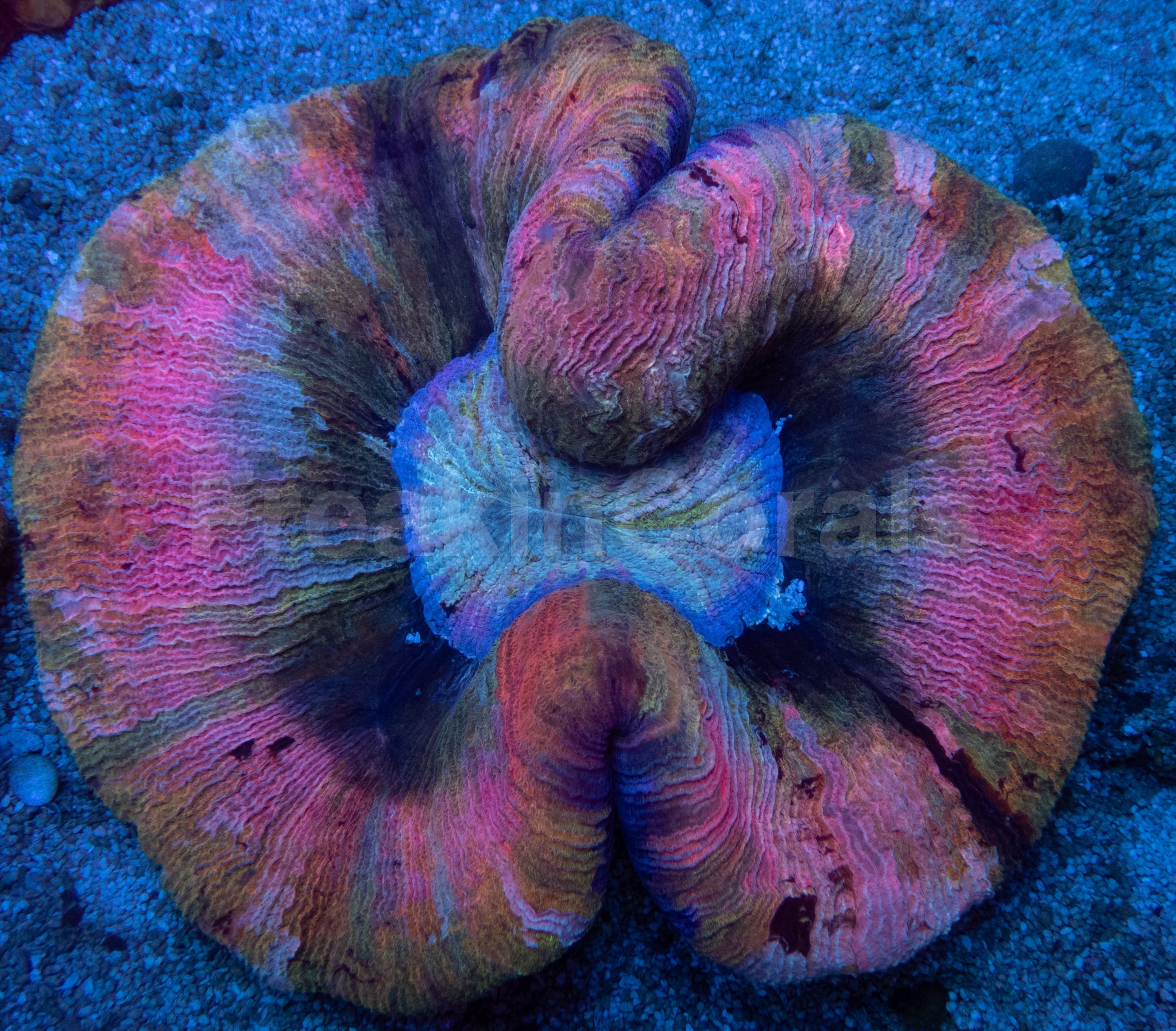 Trachyphyllia geoffroyi “Rainbow Empress”