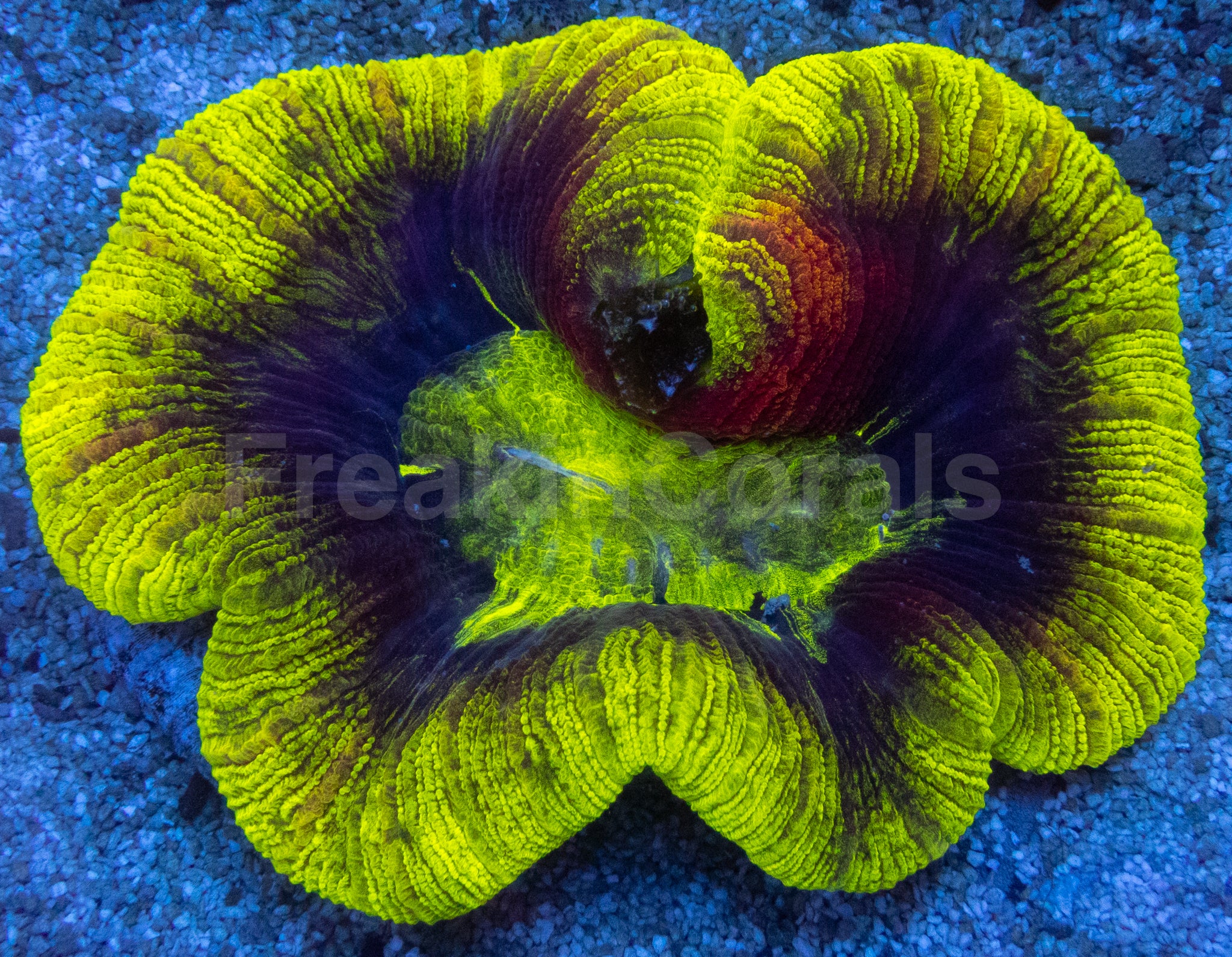 Trachyphyllia geoffroyi “Toxic Inferno”