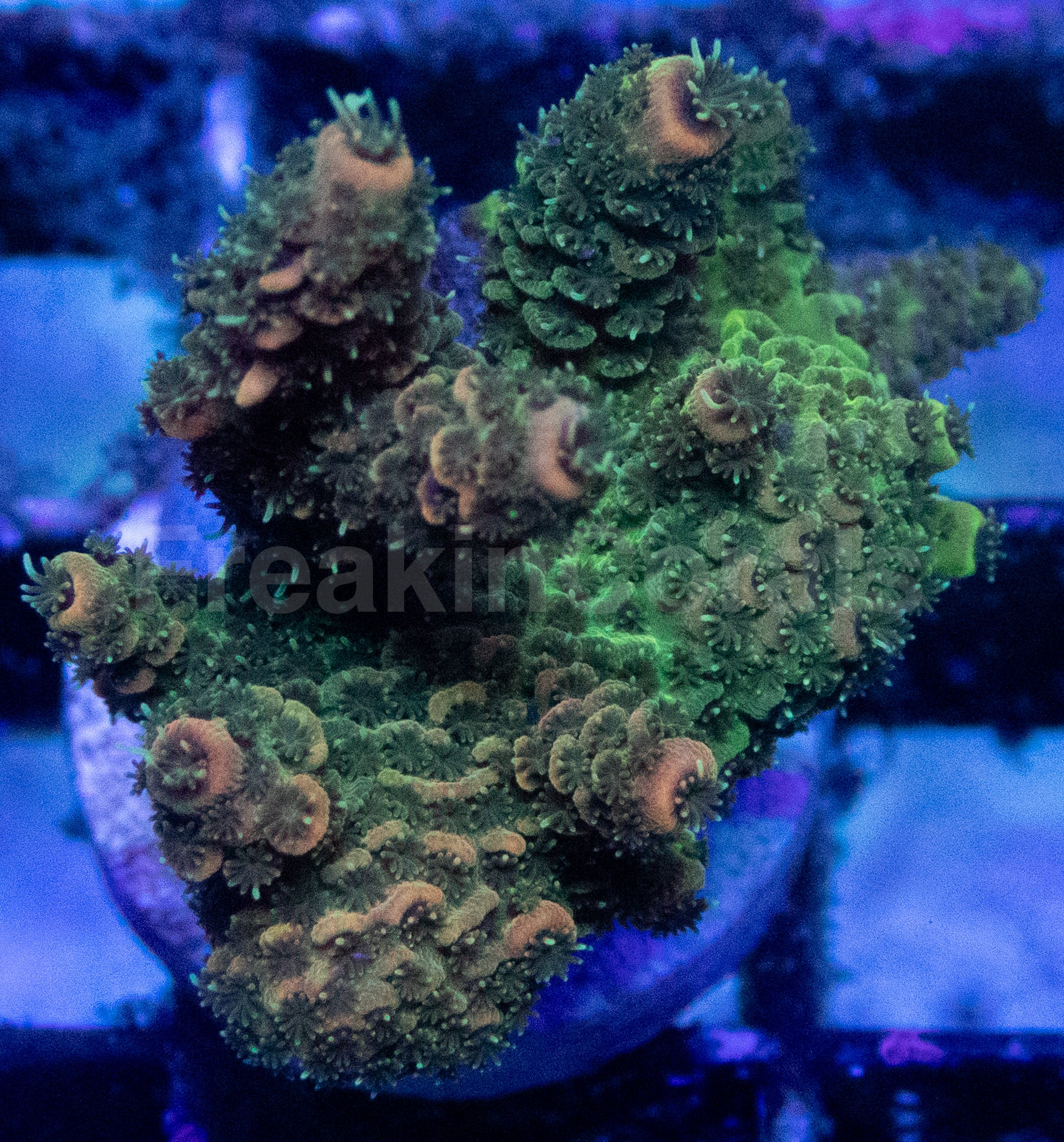 Two Shades of Green Acropora millepora – WYSIWYG