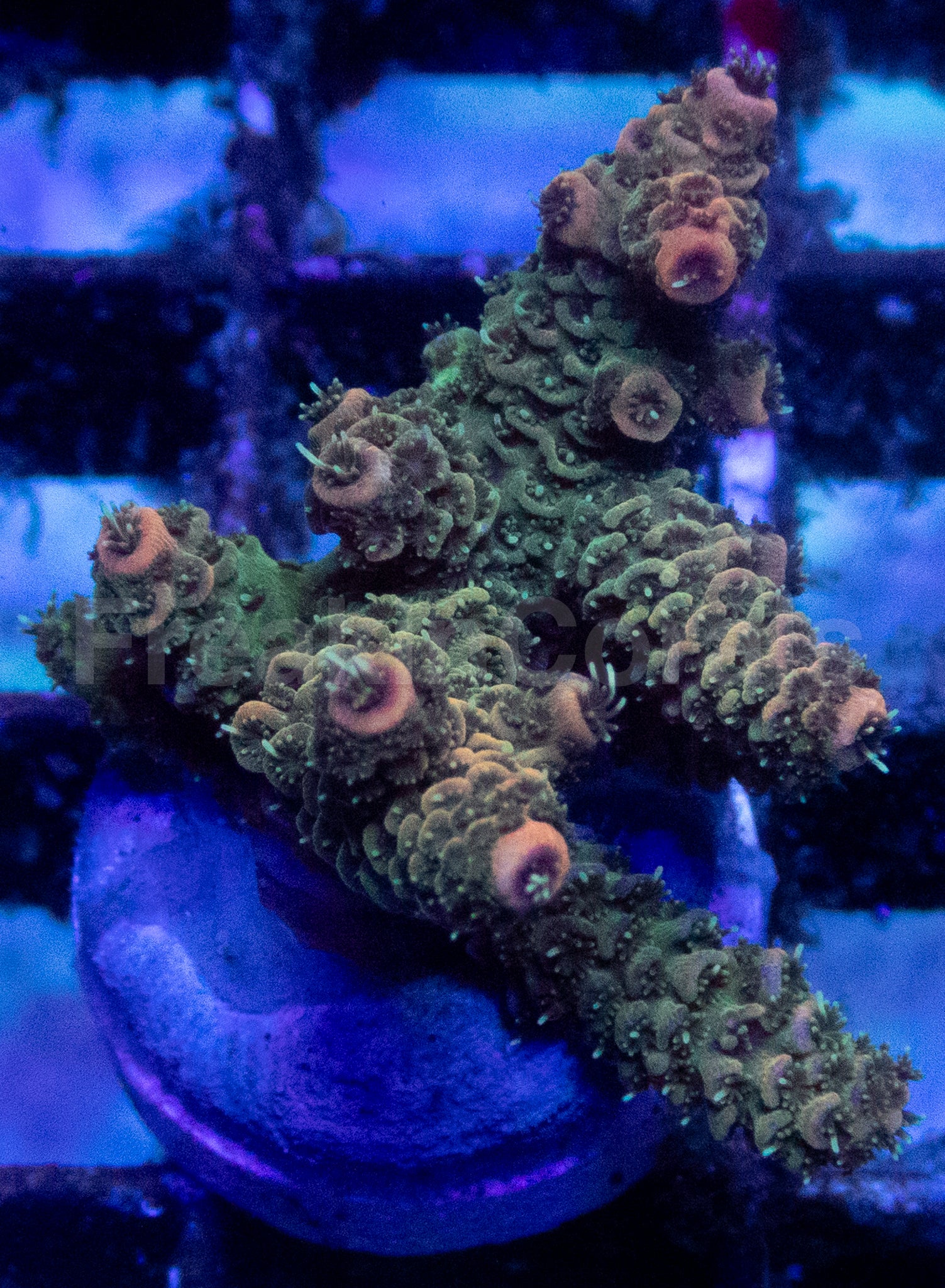 Two Shades of Green Acropora millepora – WYSIWYG