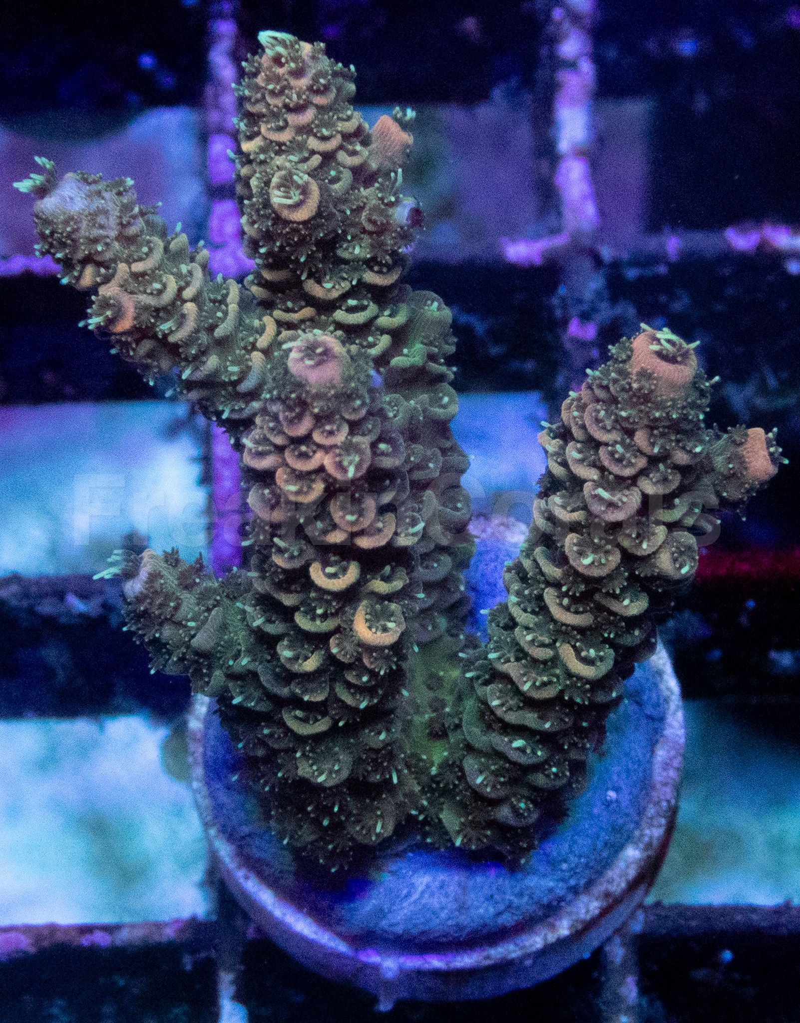 Two Shades of Green Acropora millepora – WYSIWYG