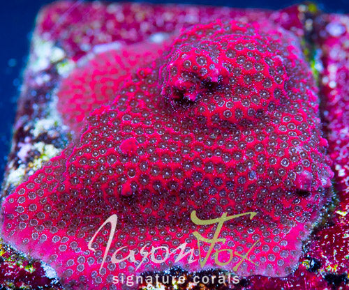 Porites cylindrica