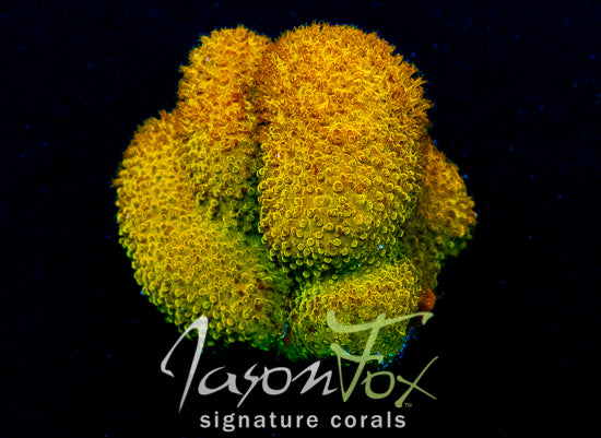 Stylocoeniella