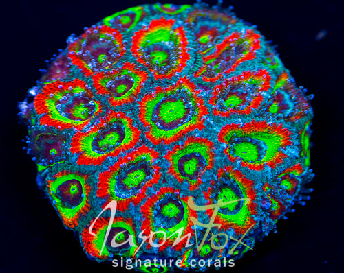 Micromussa