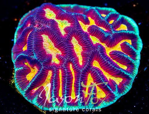 Trachyphyllia