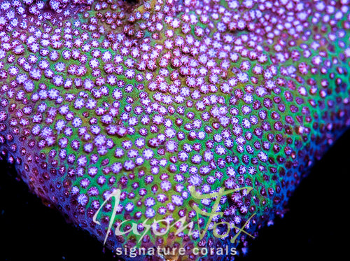 Stylocoeniella