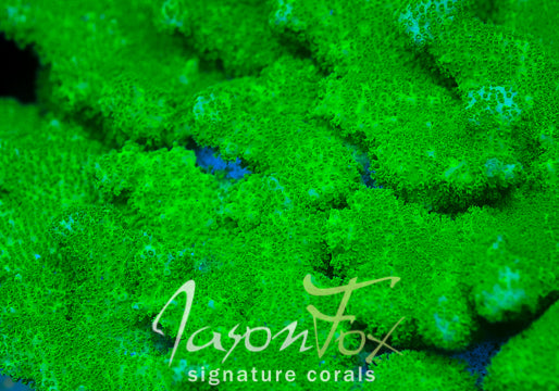 Pocillopora