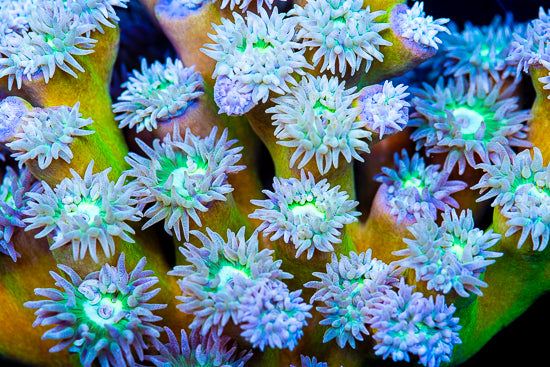 Duncanopsammia axifuga