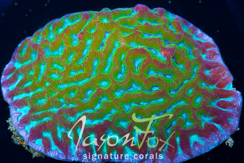 Goniastrea edwardsi
