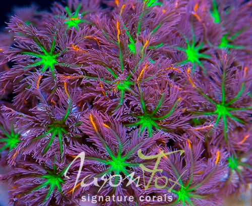Clavularia viridis