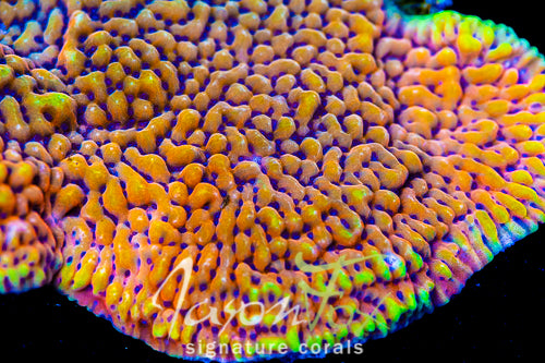 Trachyphyllia