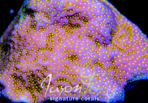 Porites cylindrica